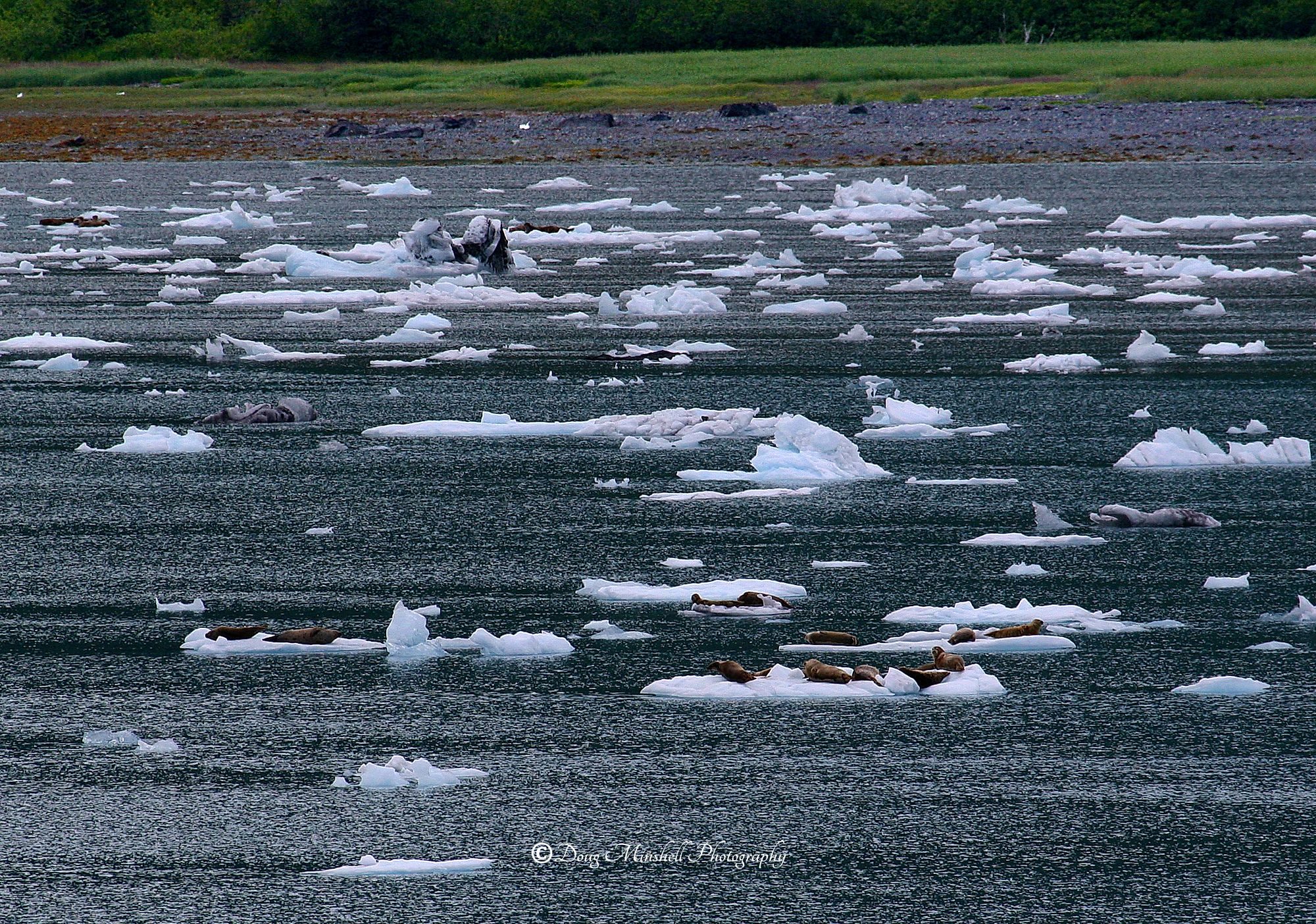 Water, Ice, and Seals