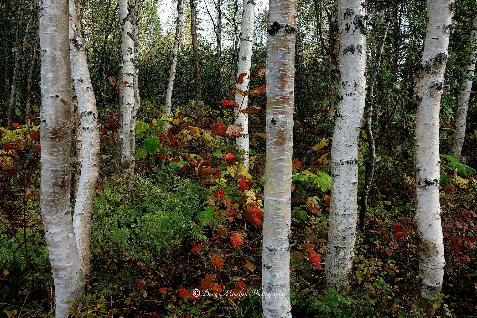 Birch Forrest