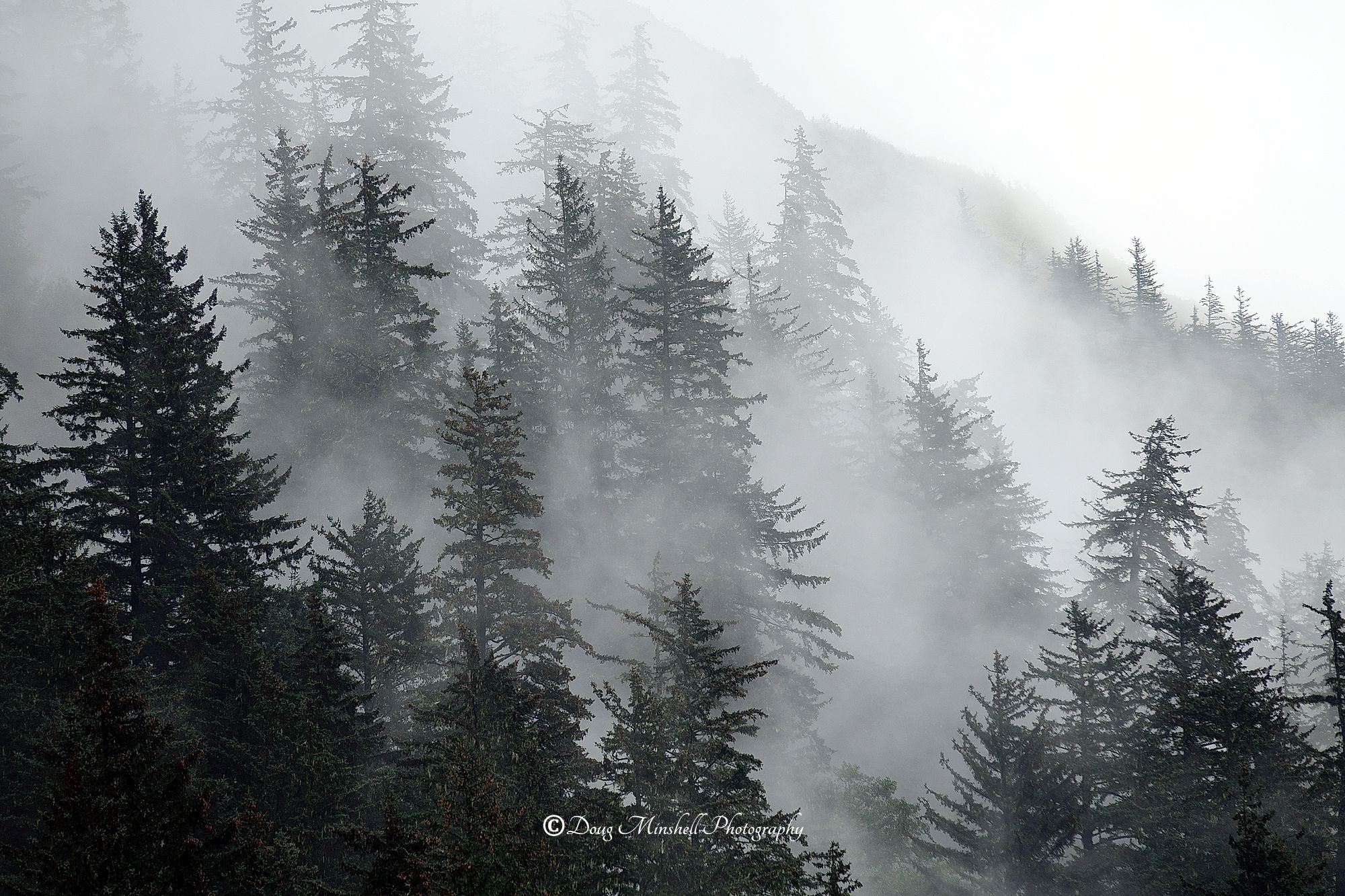 Misty Forrest