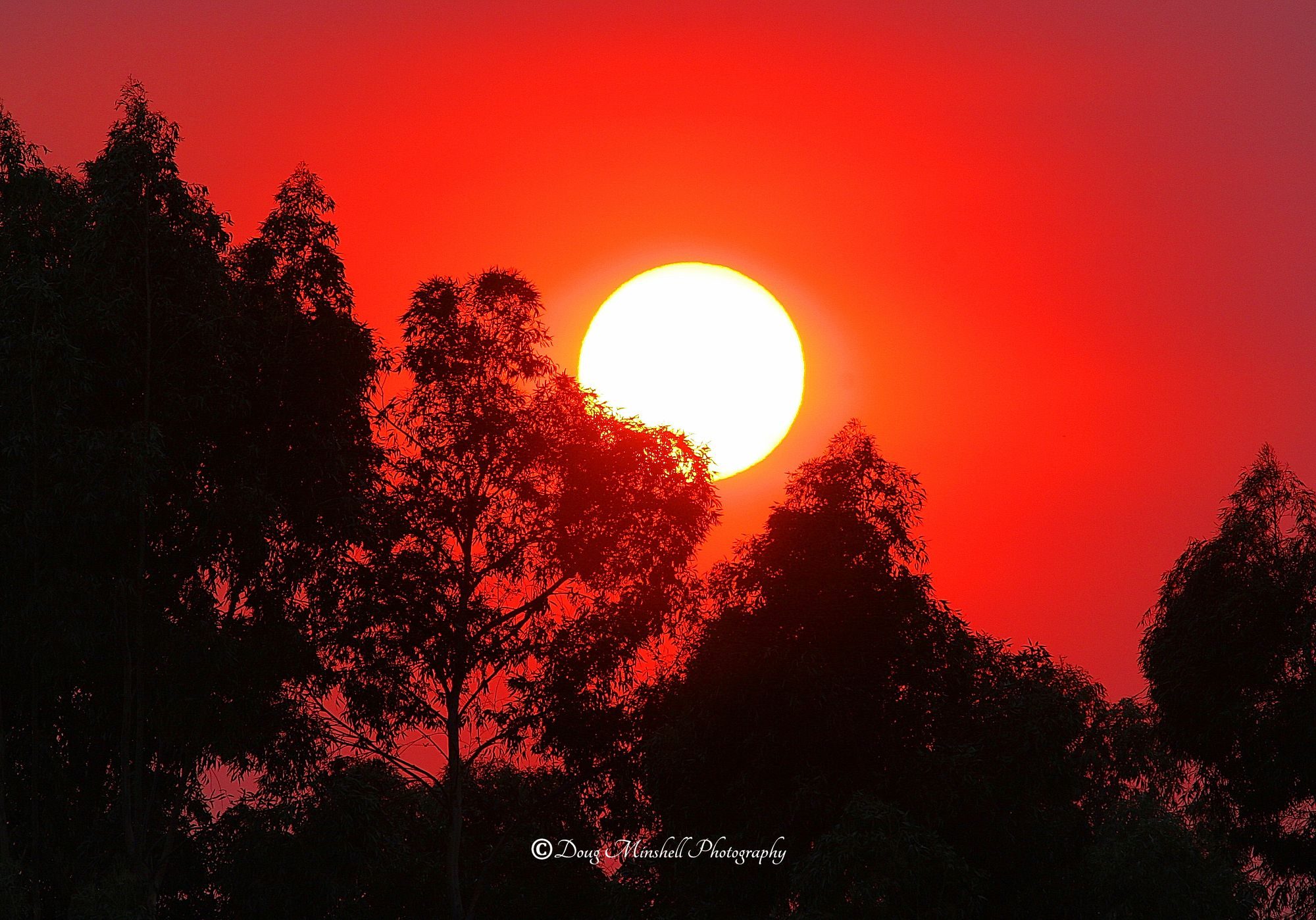 Firey Silhouette