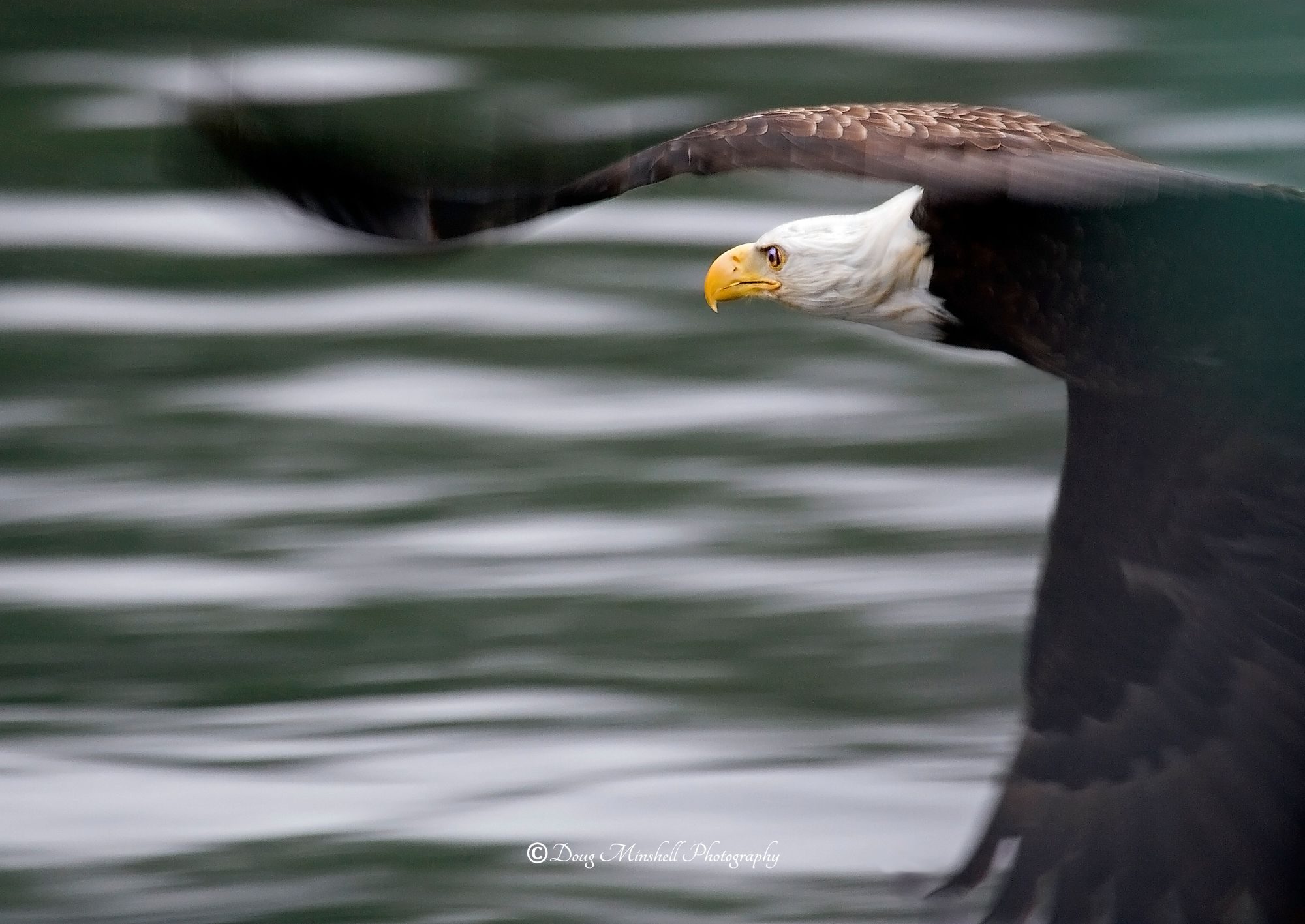 Bald Eagle Blur