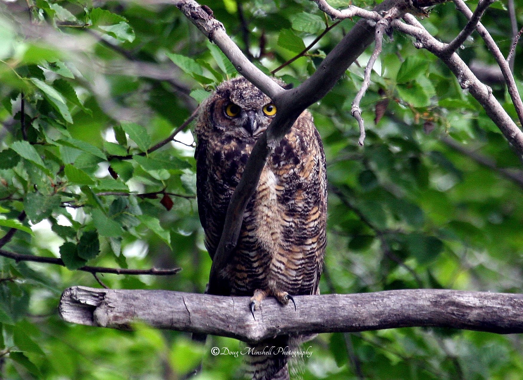 Denali Owl