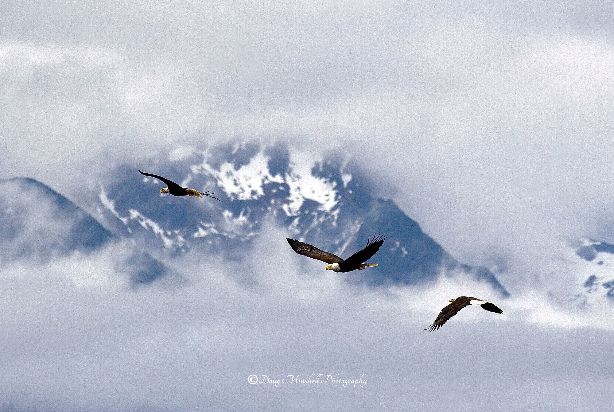 Eagles Over Alaska
