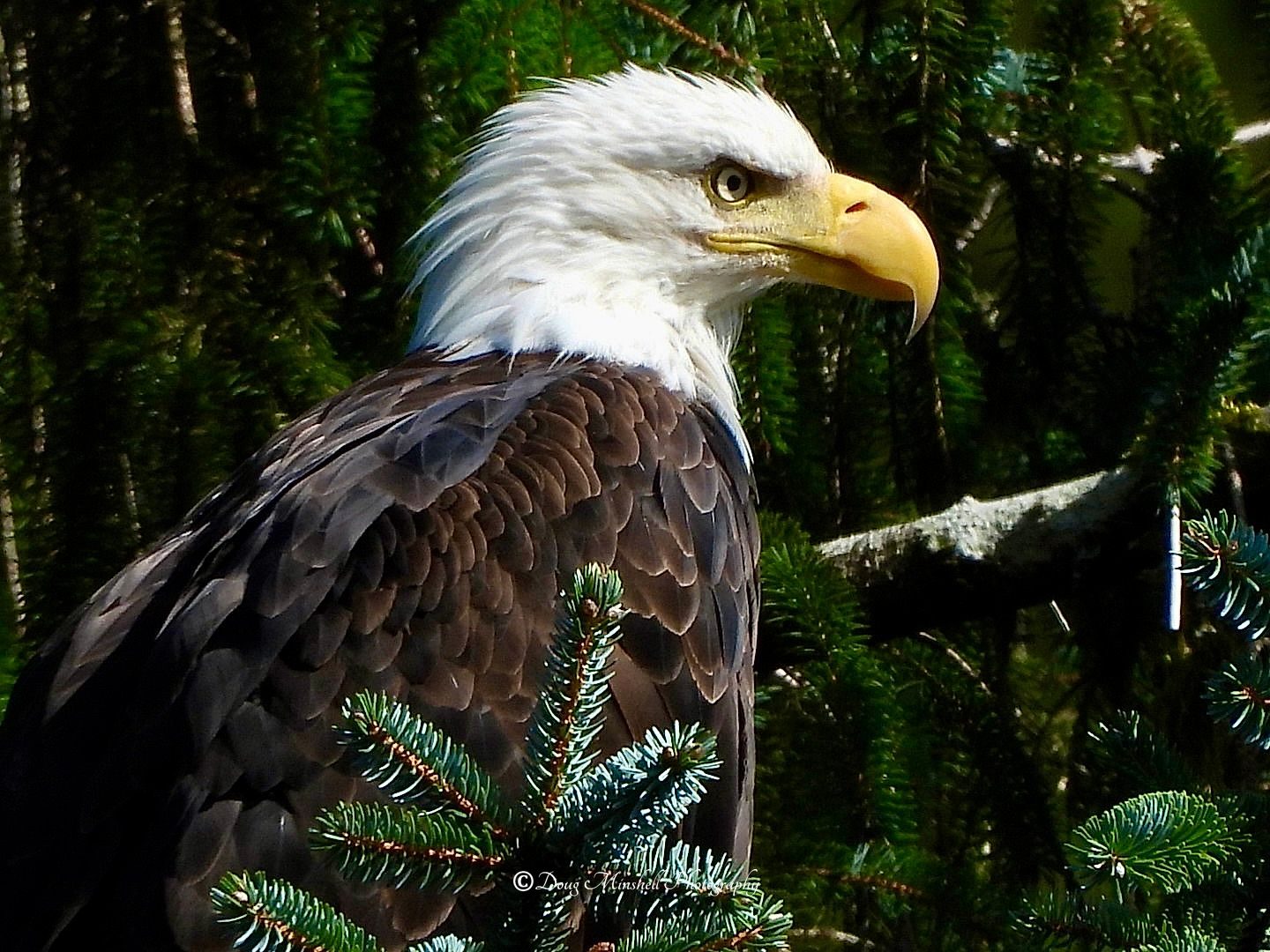 Big Beak Bald Eagle