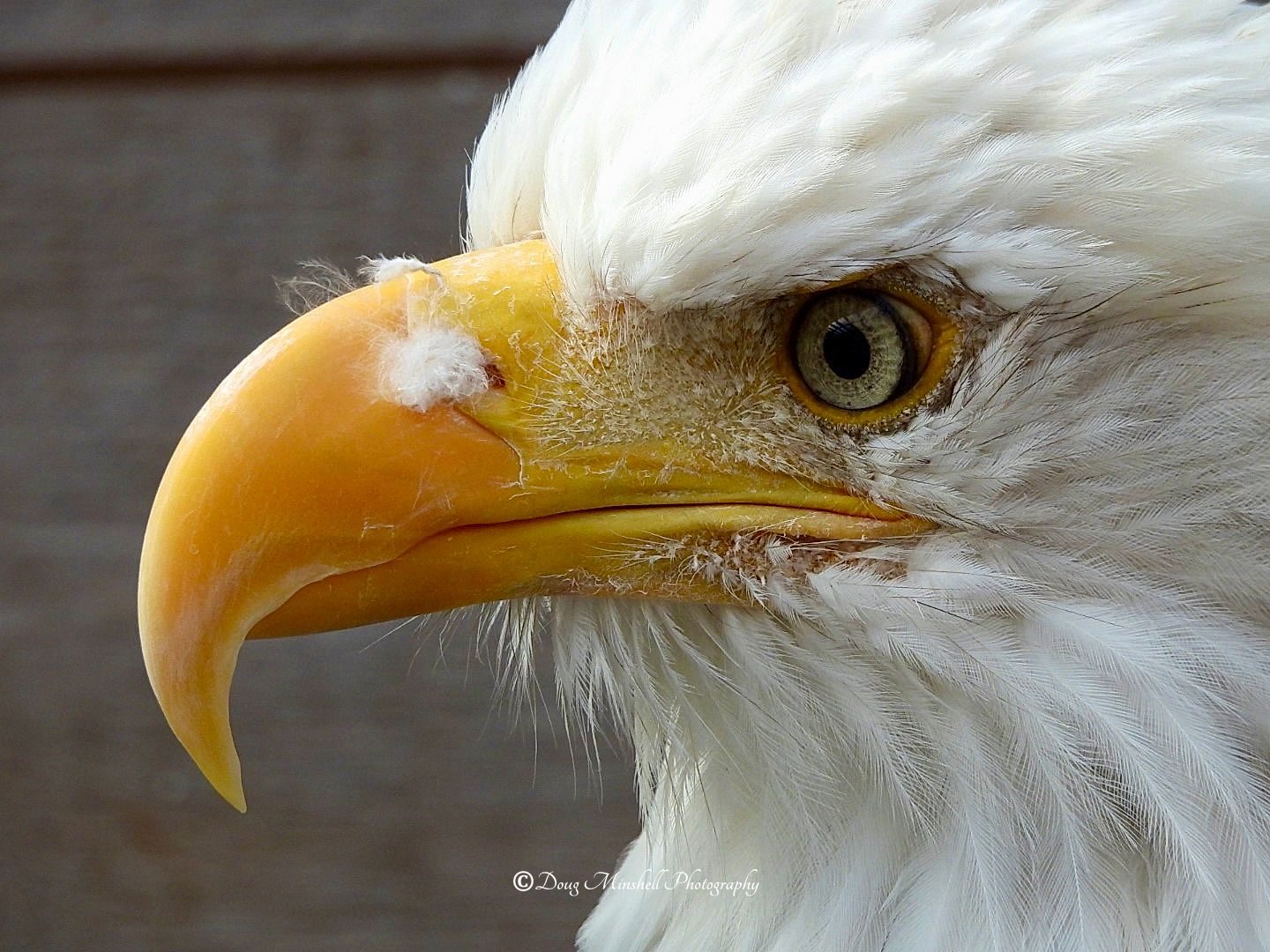 Bald Eagle Profile