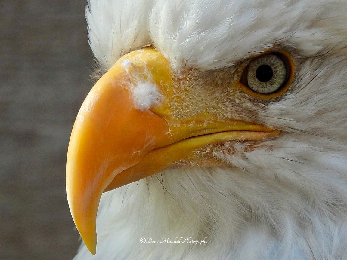 Bald Eagle Close-up