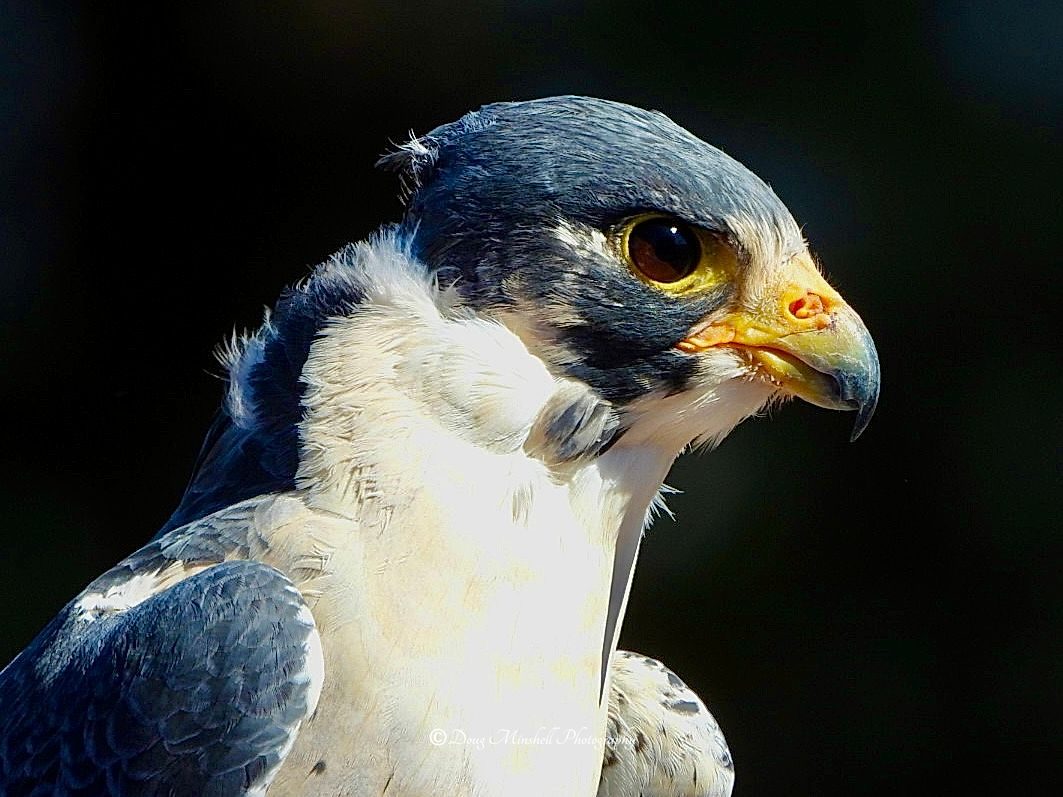Peregrine Profile