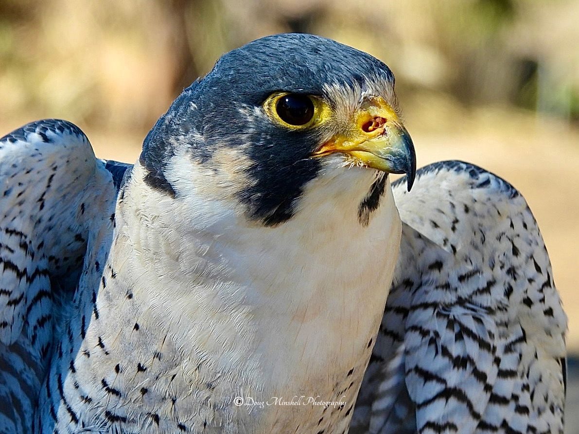 Gorgeous Peregrine