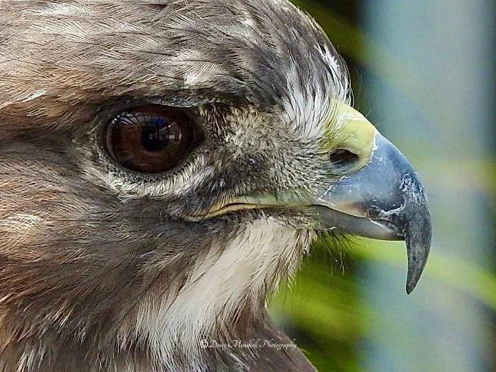 Red Tail Close-up