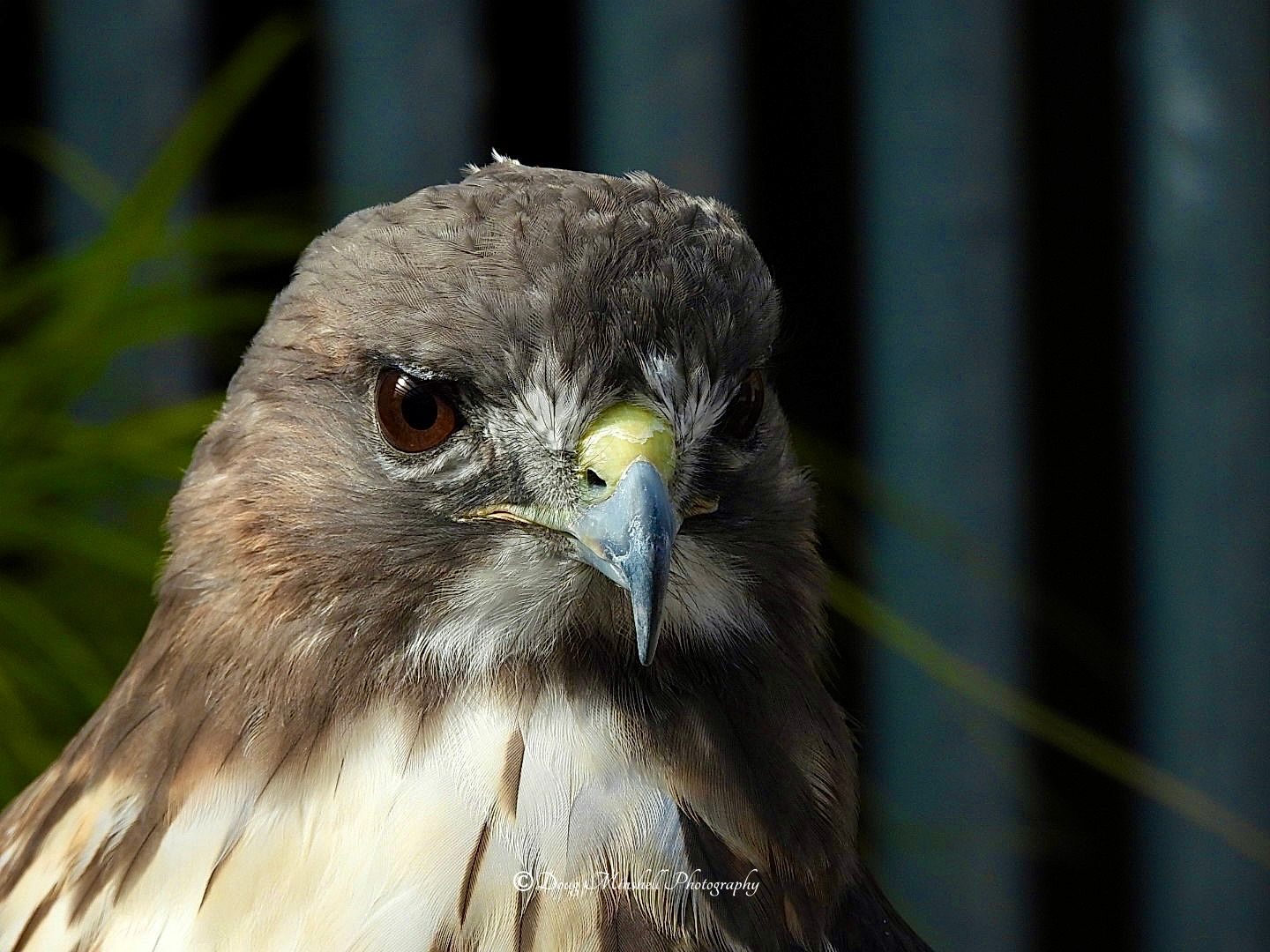Red Tail Stare