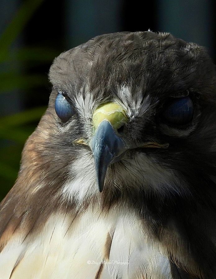 Red Tail Blink