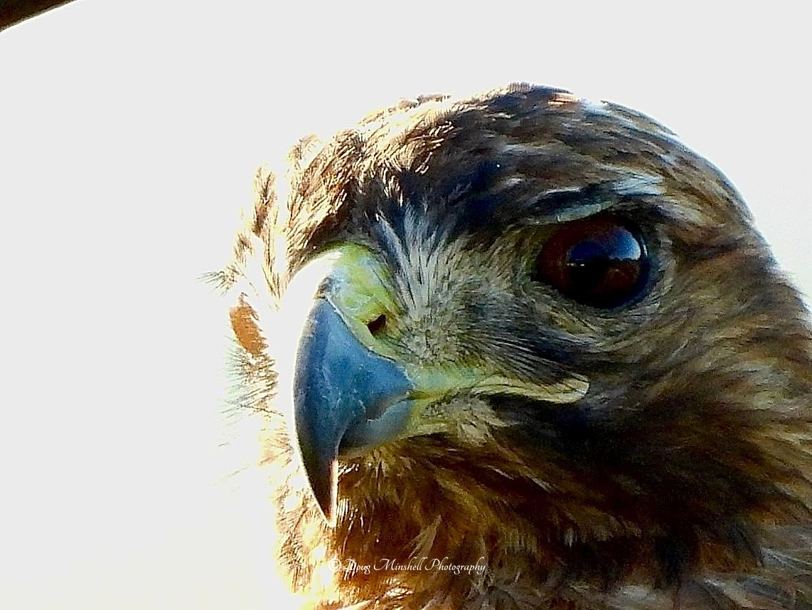 Artsy Red Tail