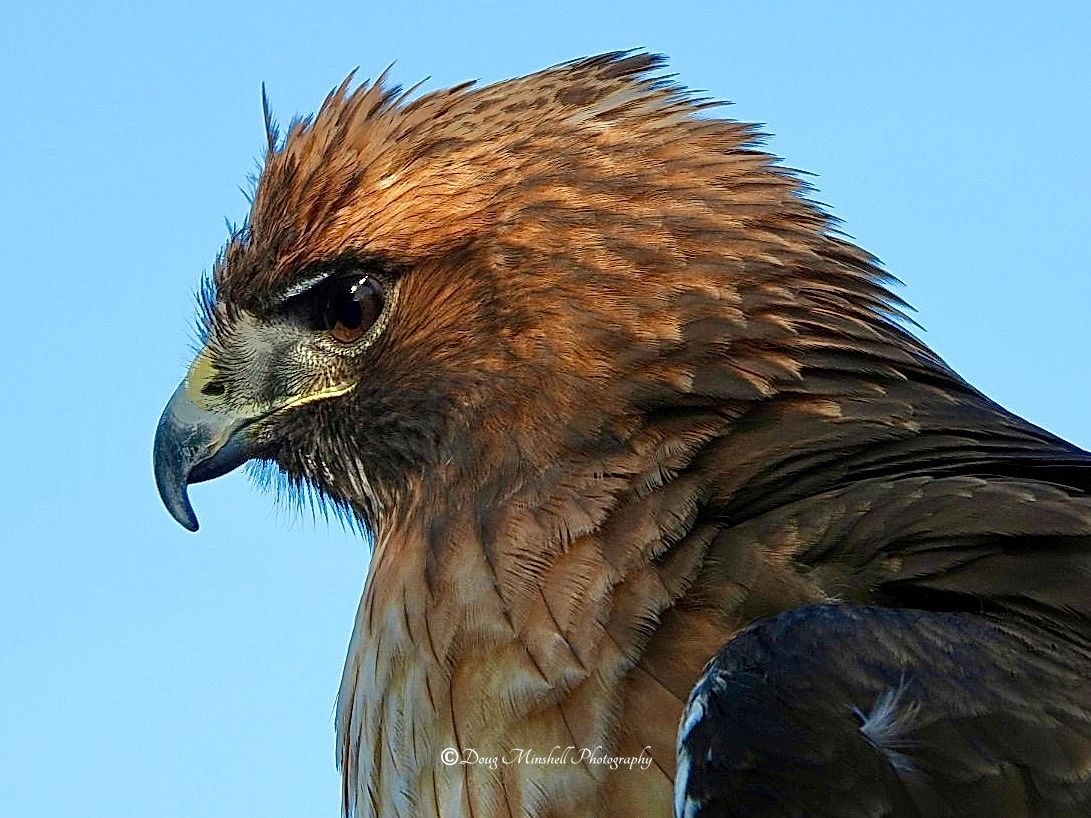 Bad Hair Day