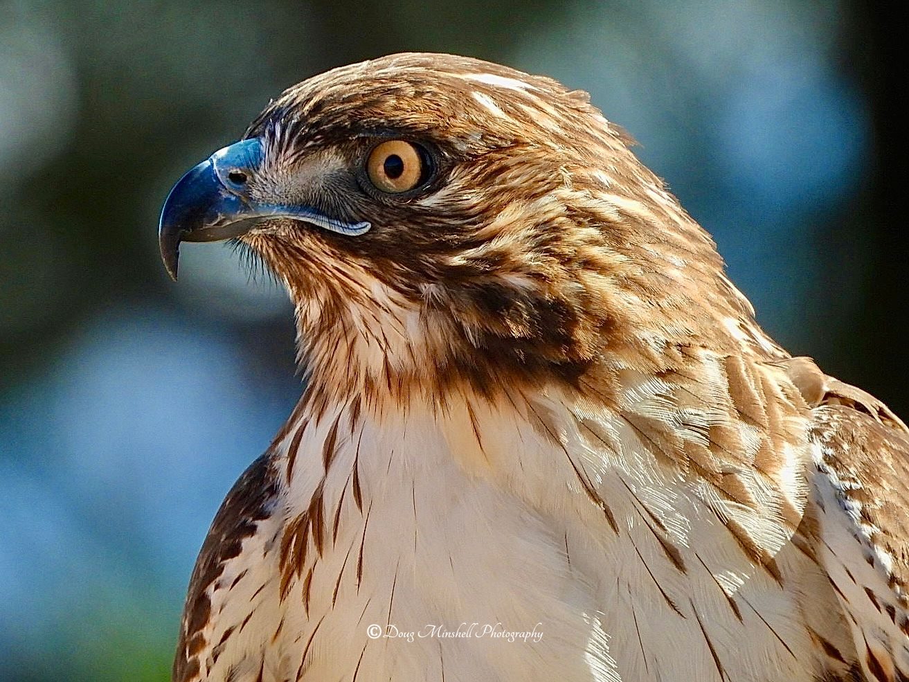 Hawk Watch Beauty