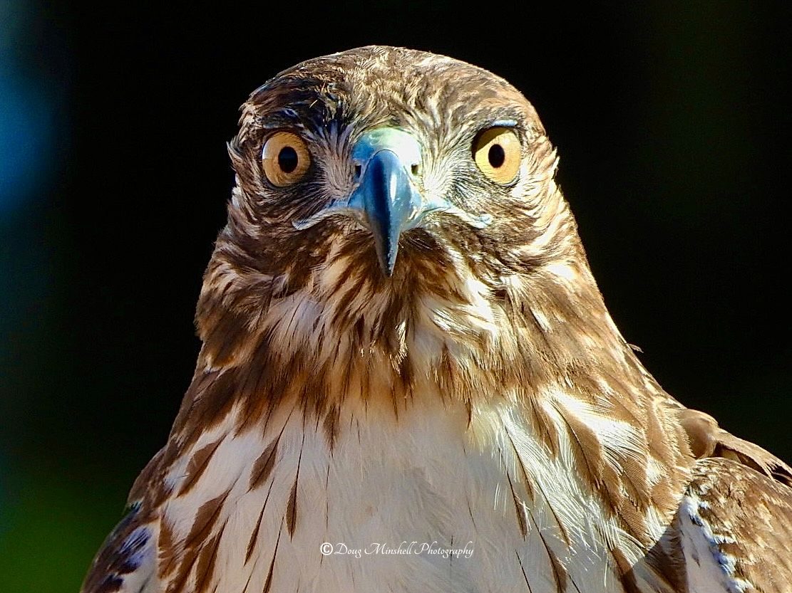 Red Tail Stare