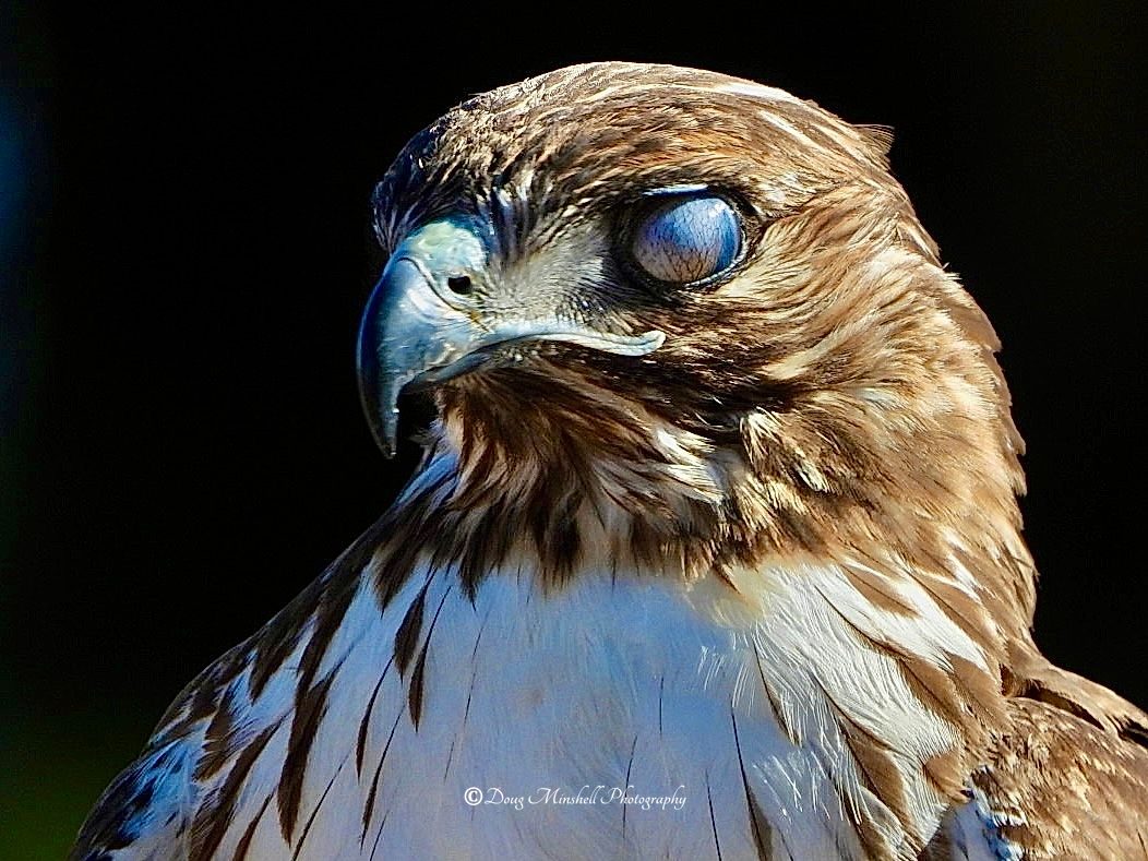 Nature and wildlife photograph
