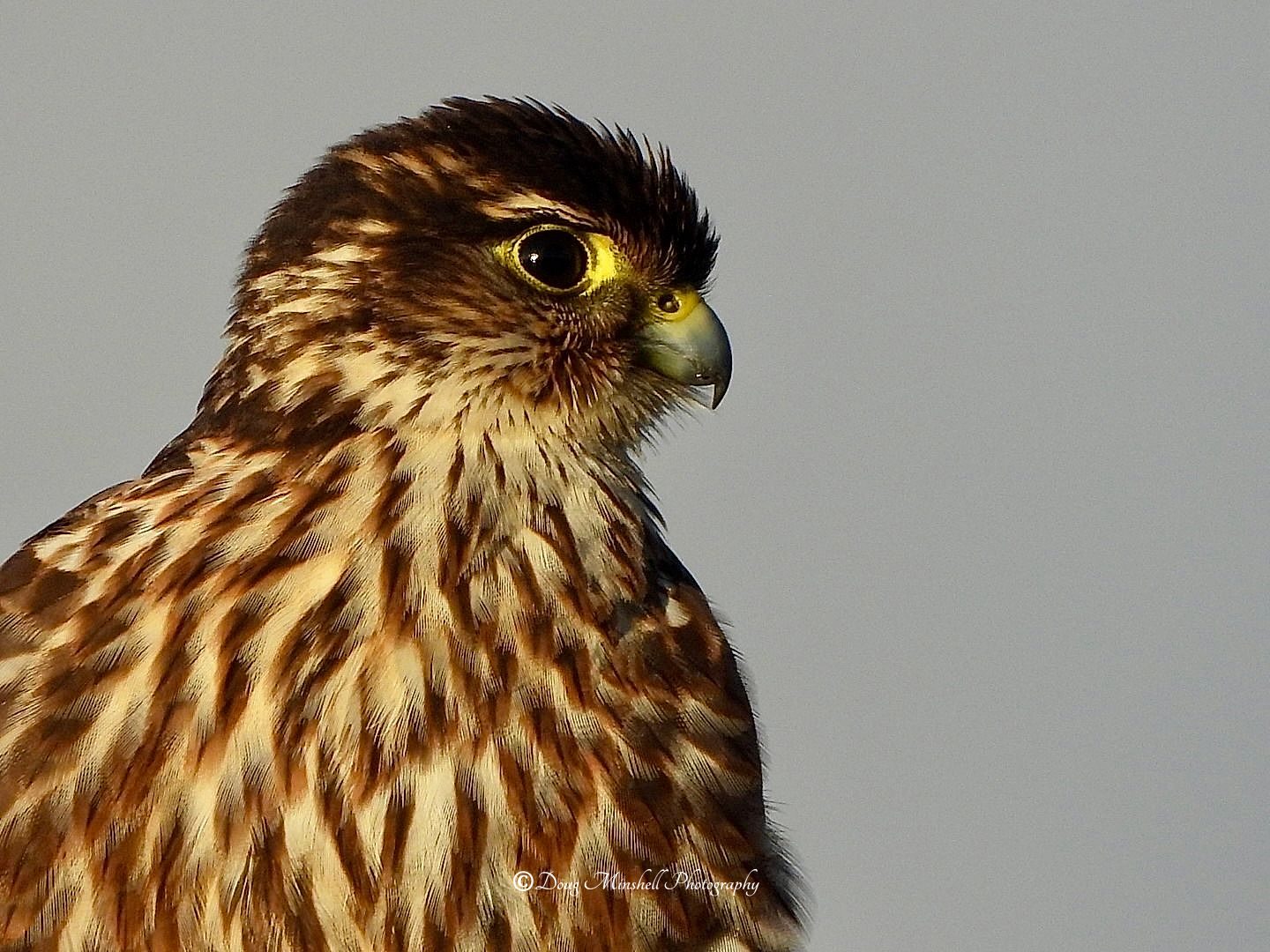 Merlin Profile