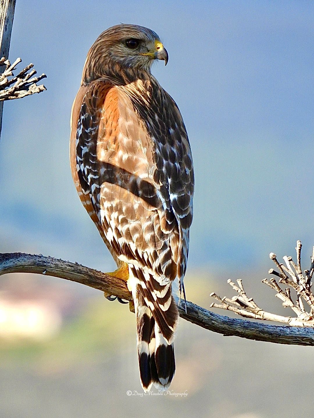Red-Shouldered Hawk