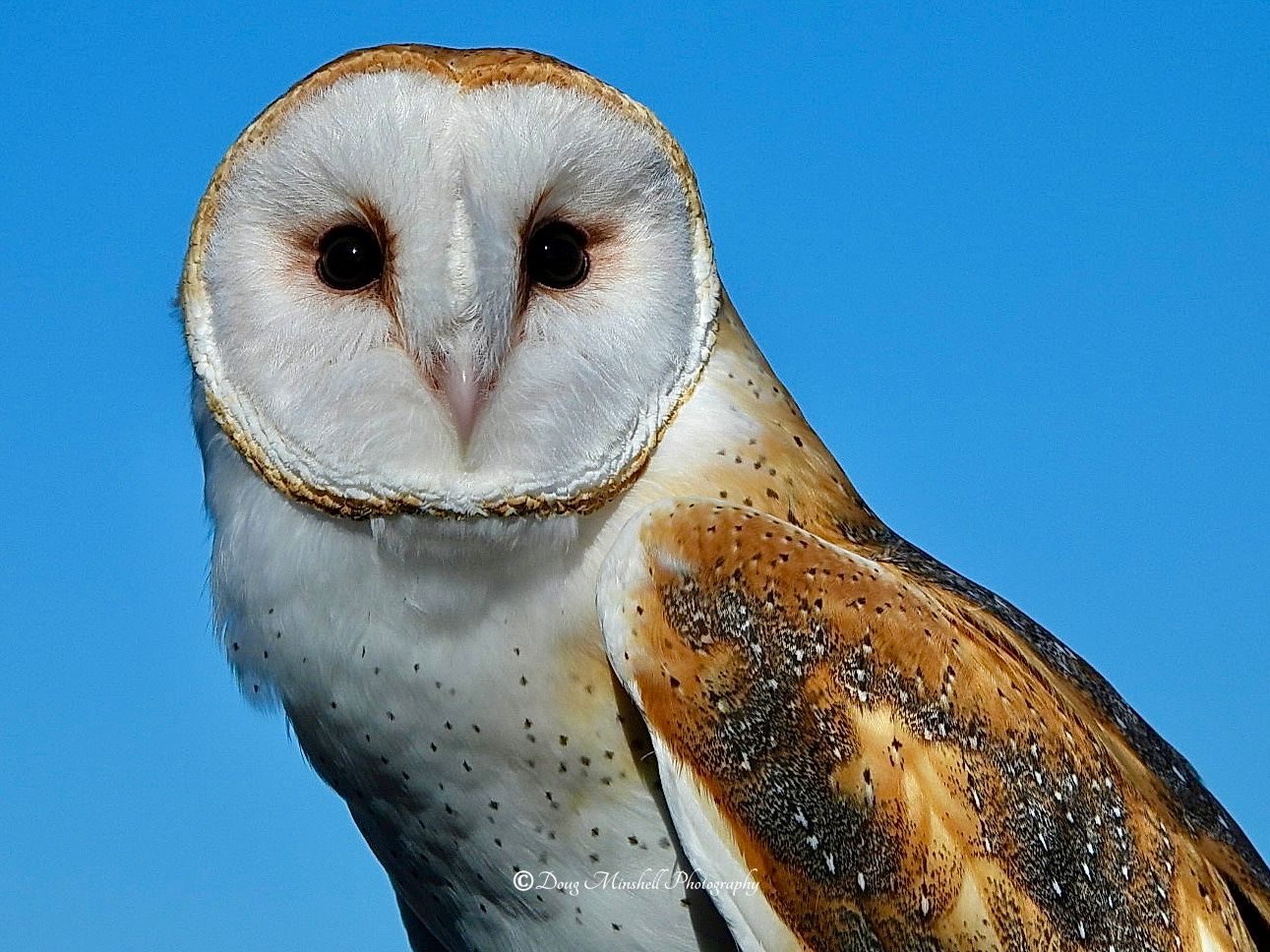 Barn Owl Stare