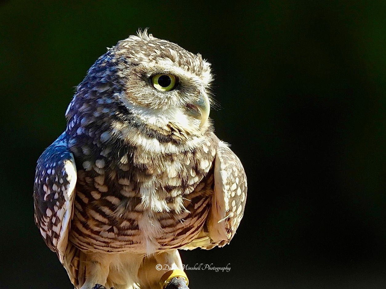 Burrowing Owl