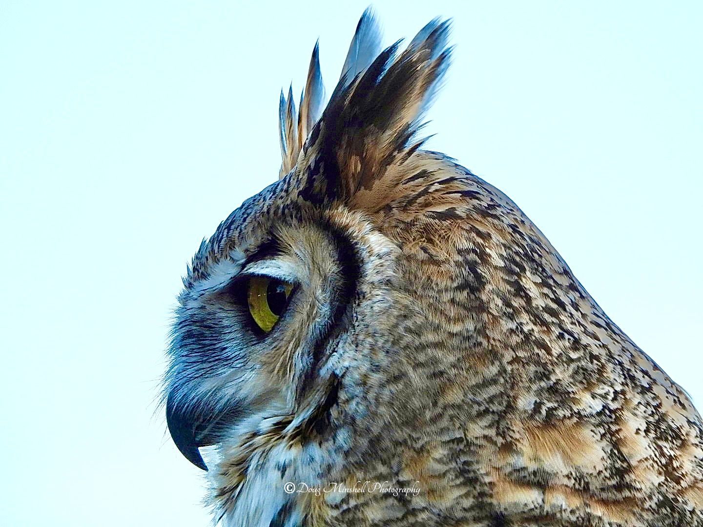 Great Horned Owl Profile