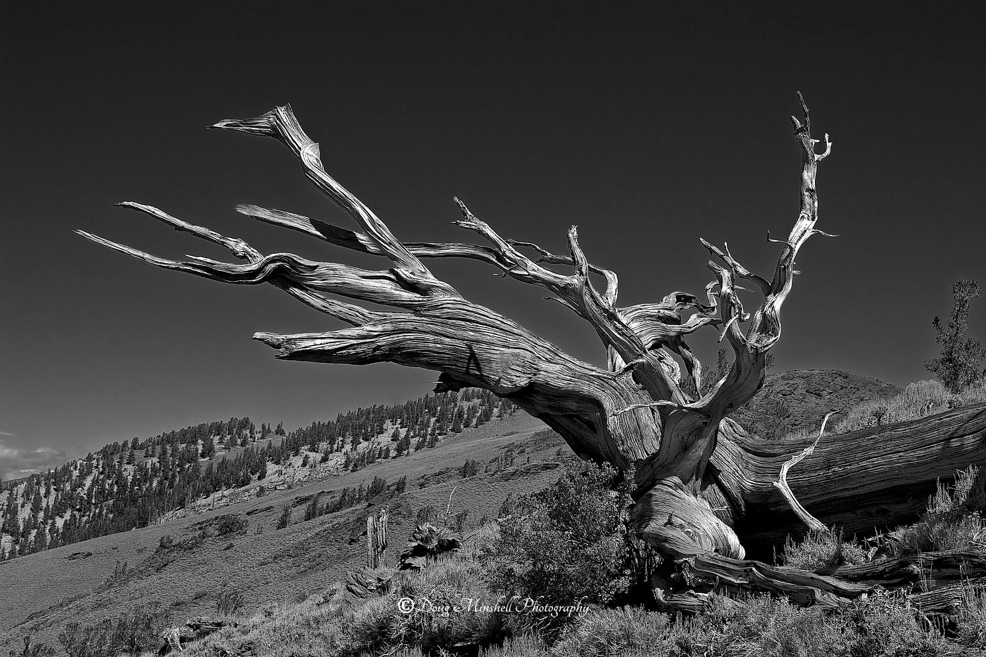 Bristlecone Pine (B&W)