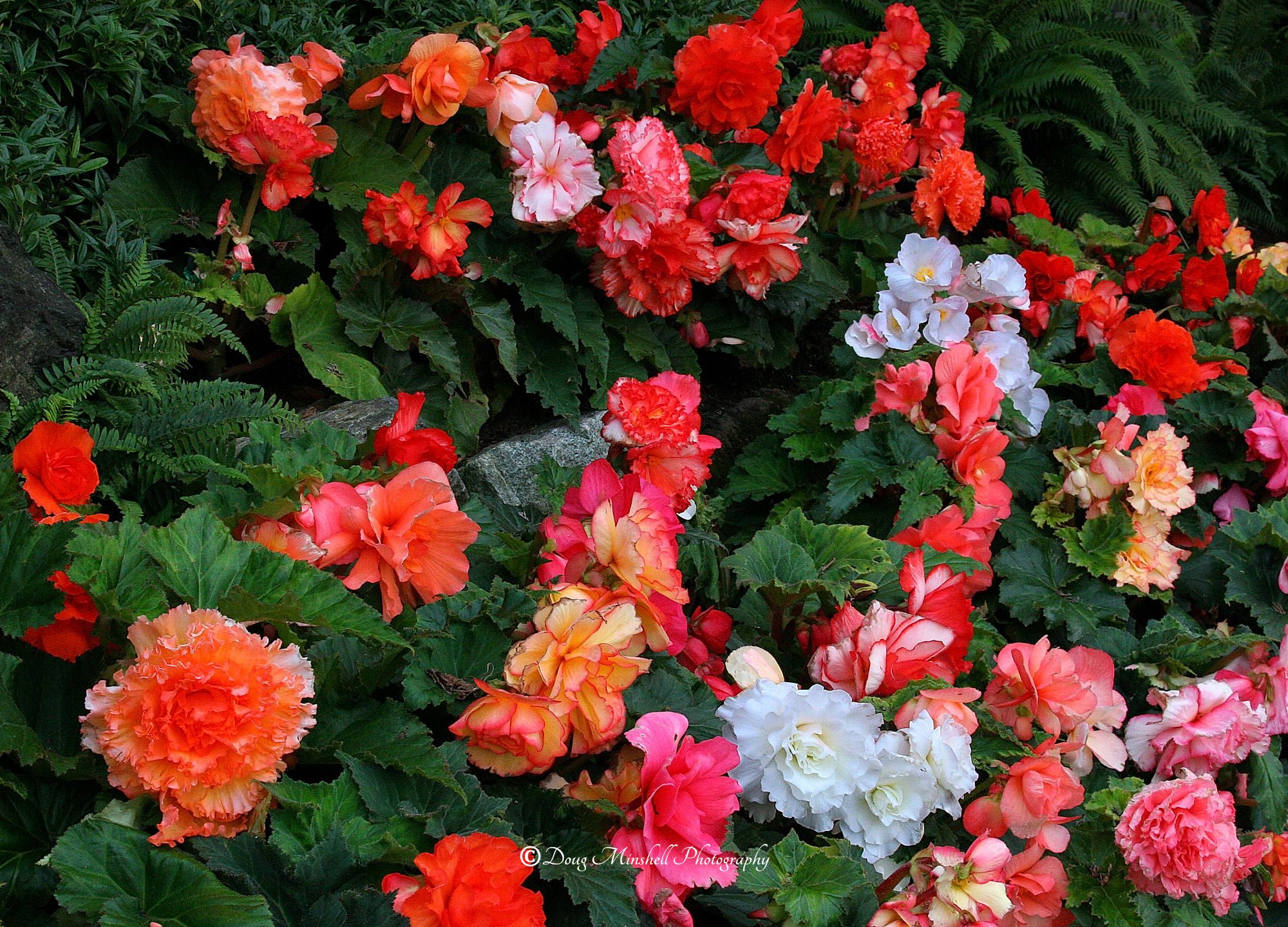 Multi-colored Tuberous Begonias
