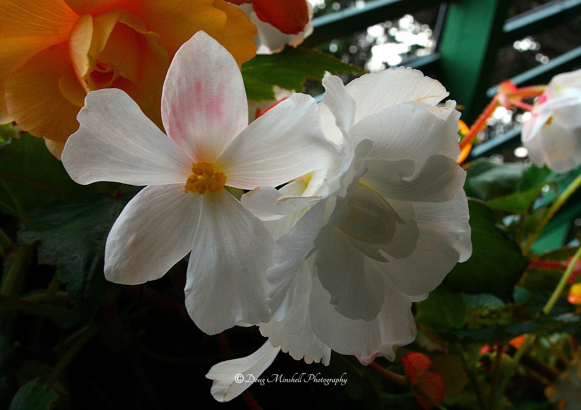 Tuberous Begonias Close-up