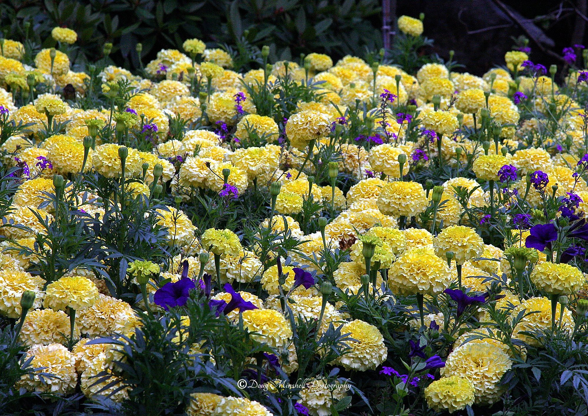 African Marigolds