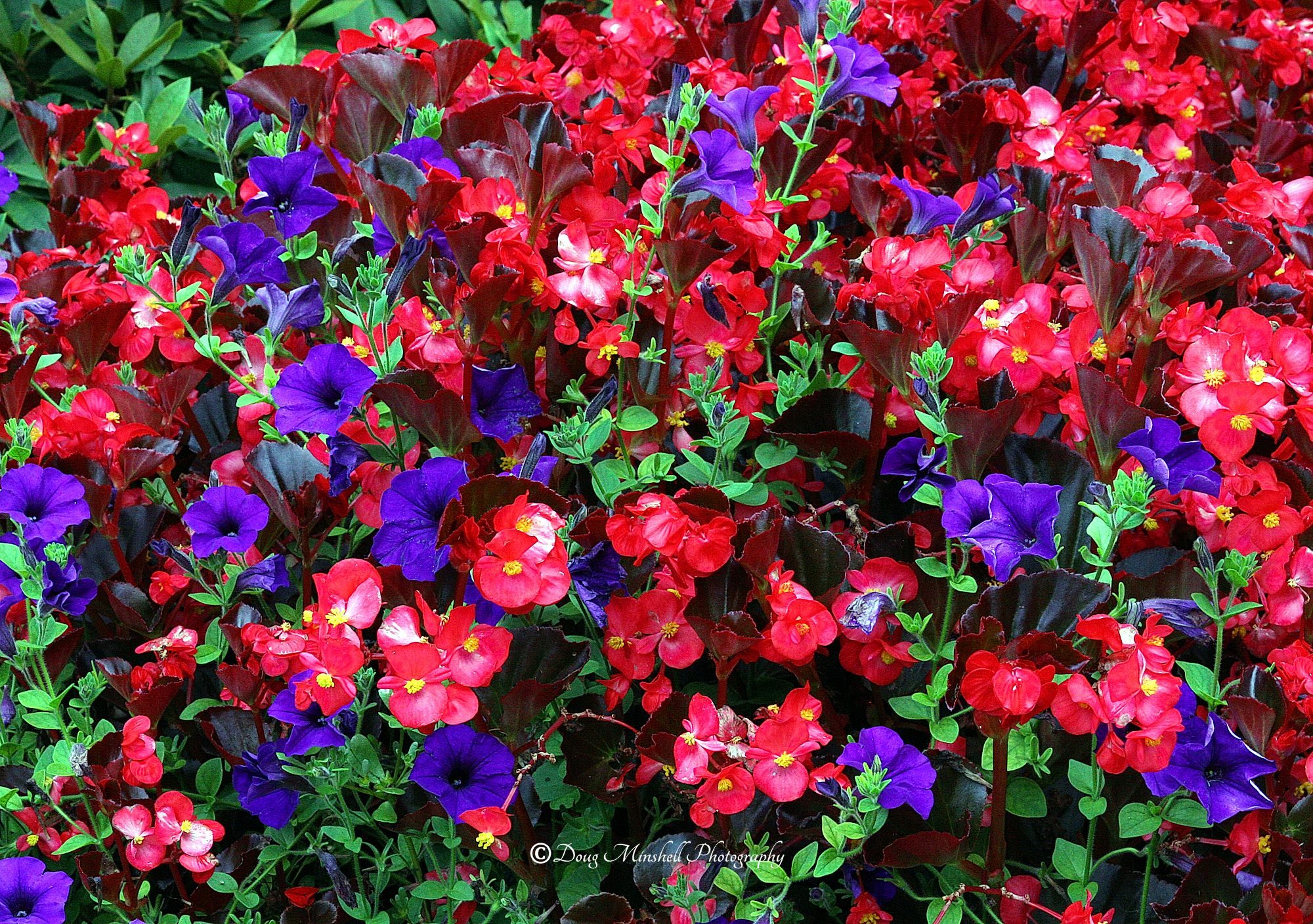 Colorful Mix