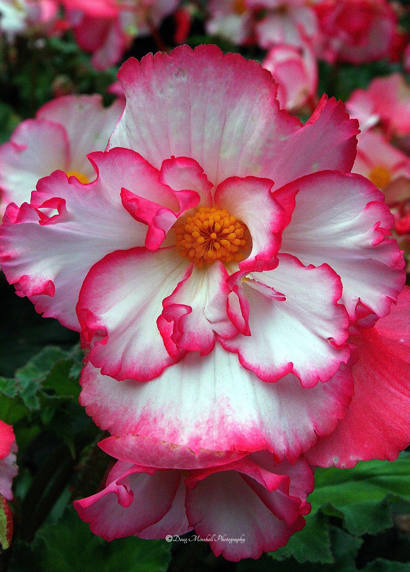 Picotee Tuberous Begonia
