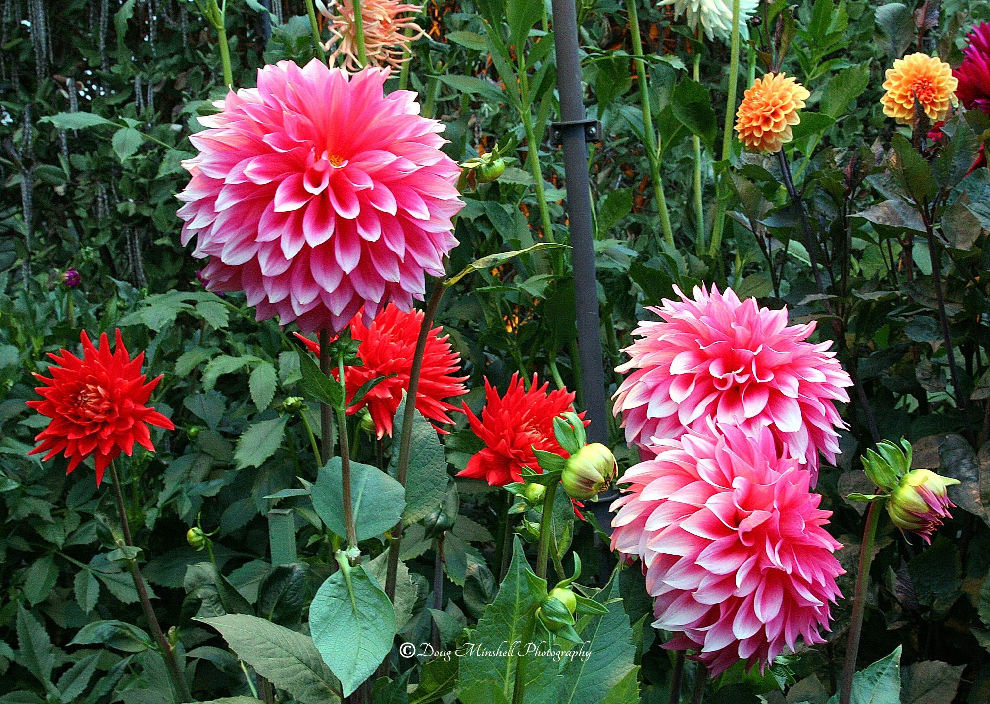 Dinnerplate Dahlias