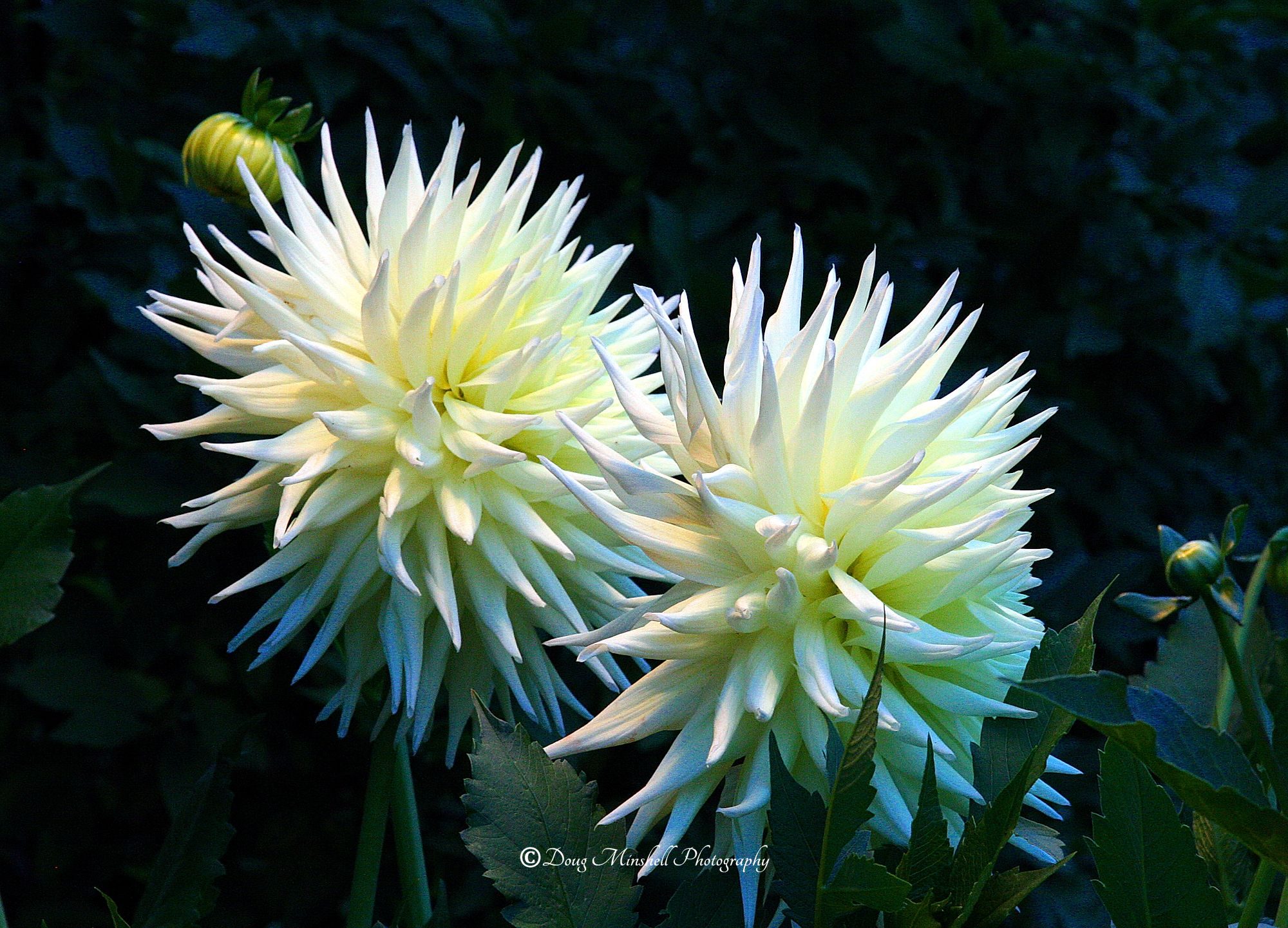 Cactus Dahlias