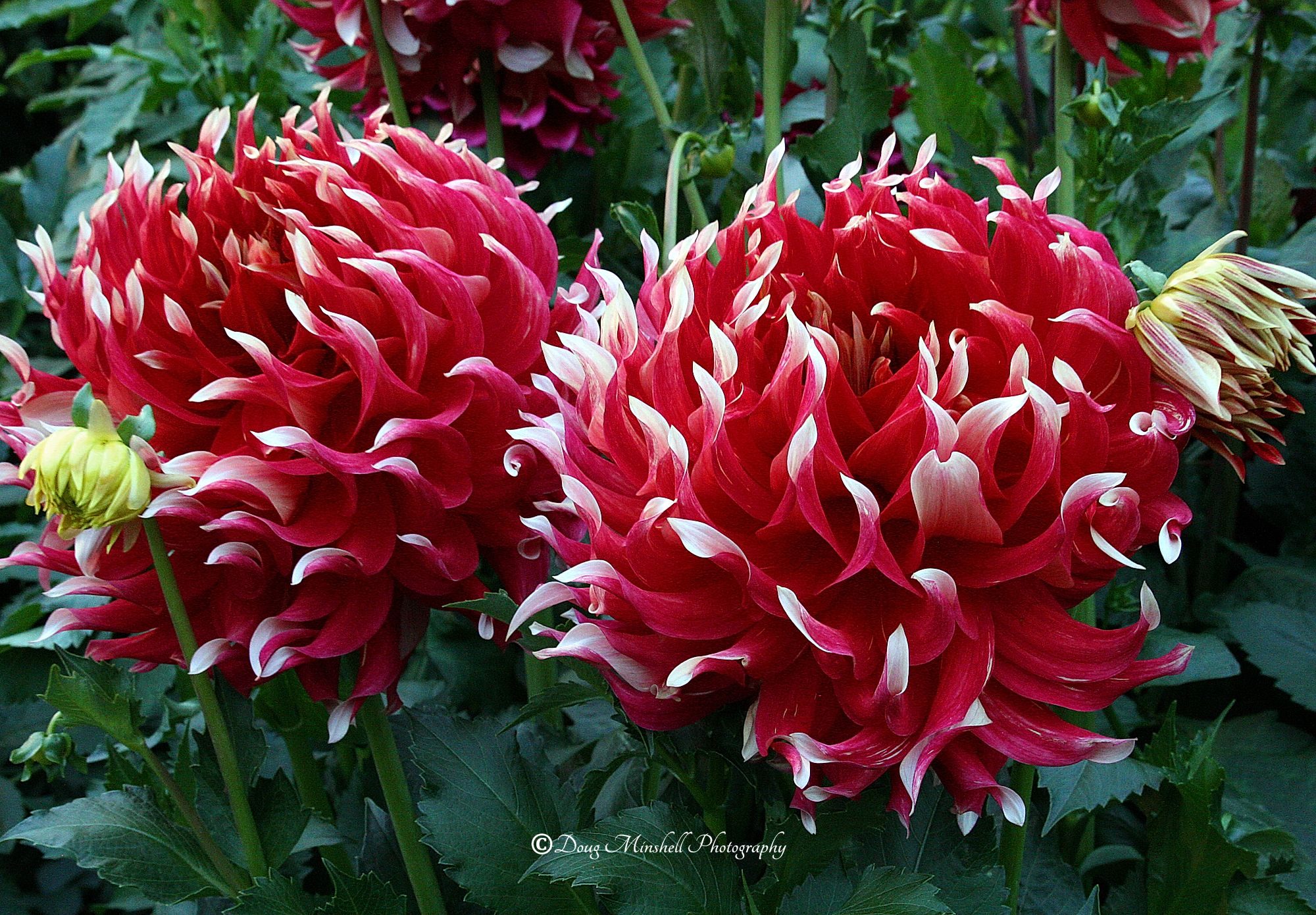 Incurved Cactus Dahlias