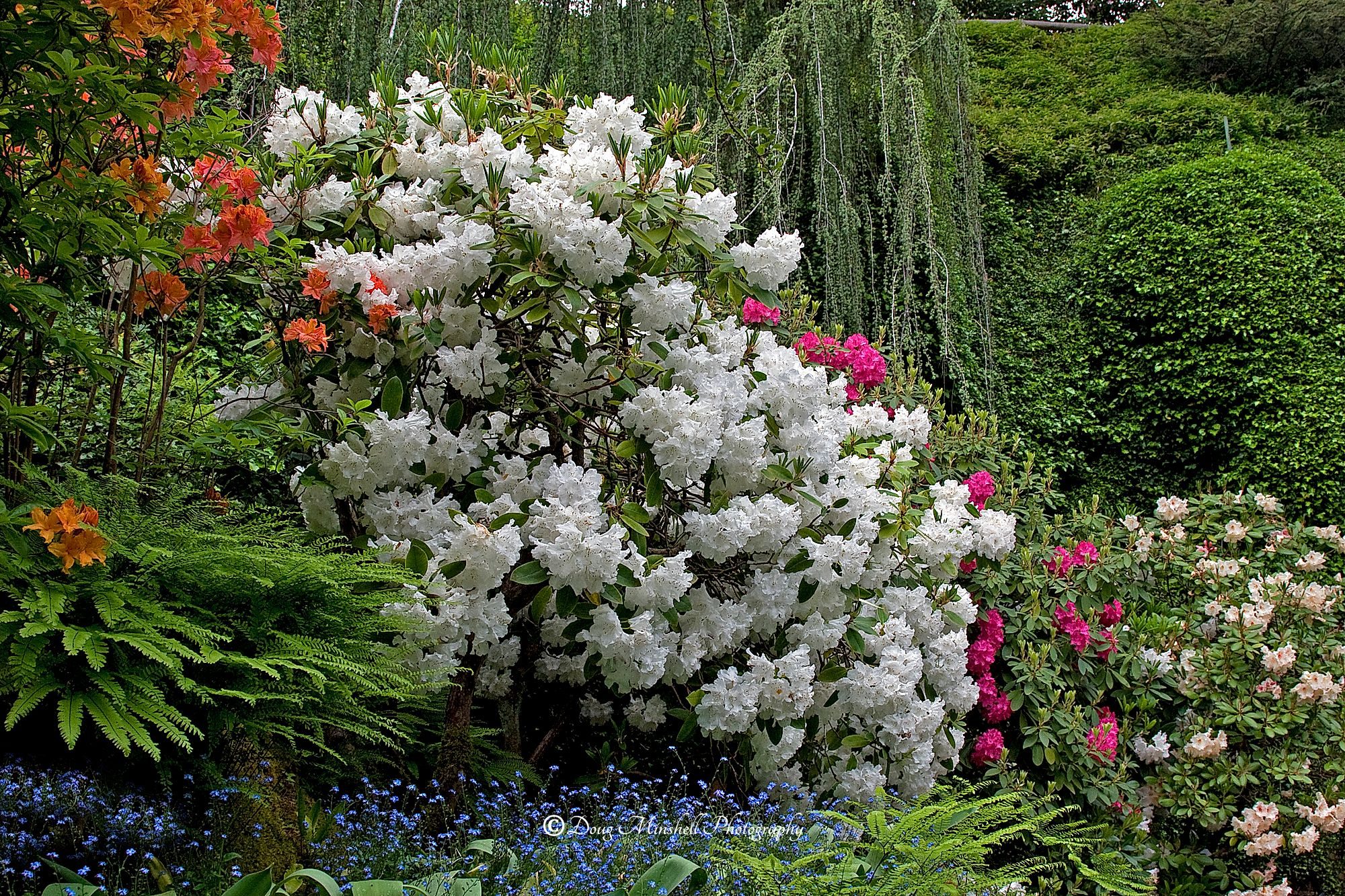 Rhododendron Mix
