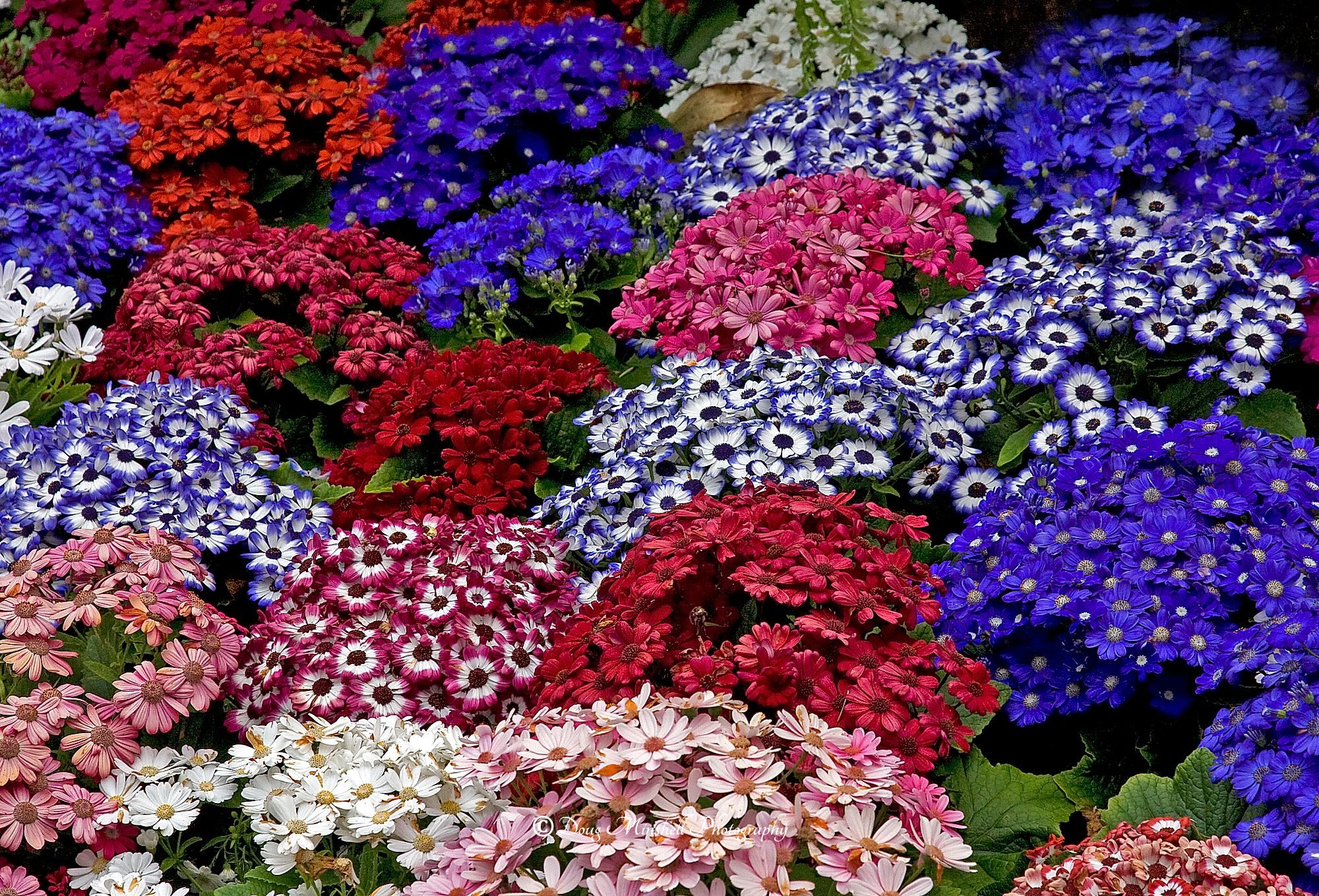 Florist's Cineraria