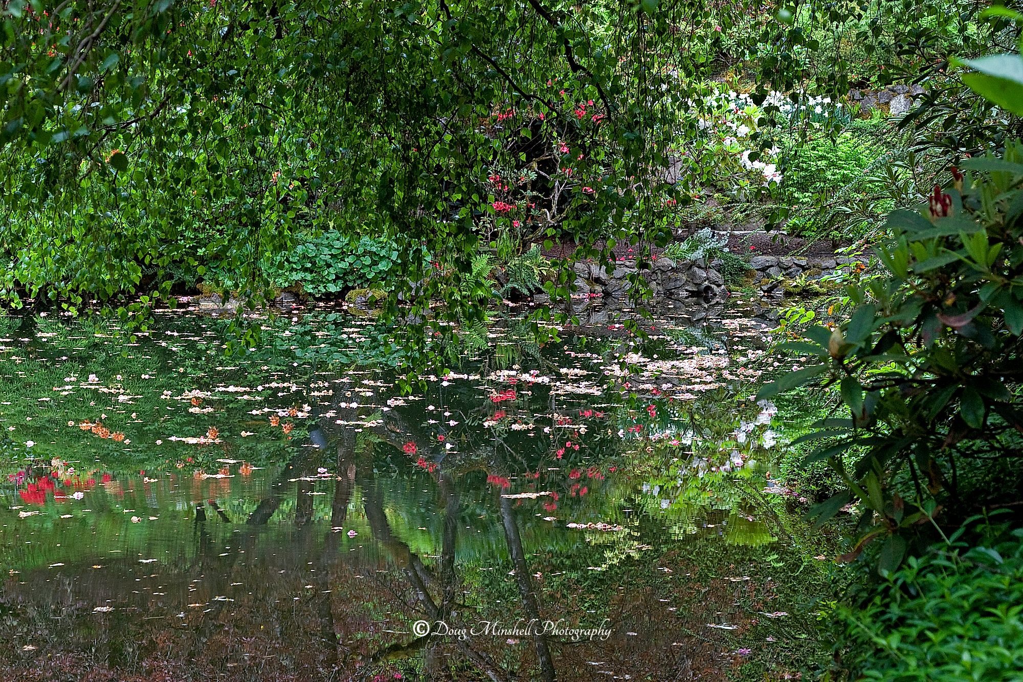 Flowery Pond