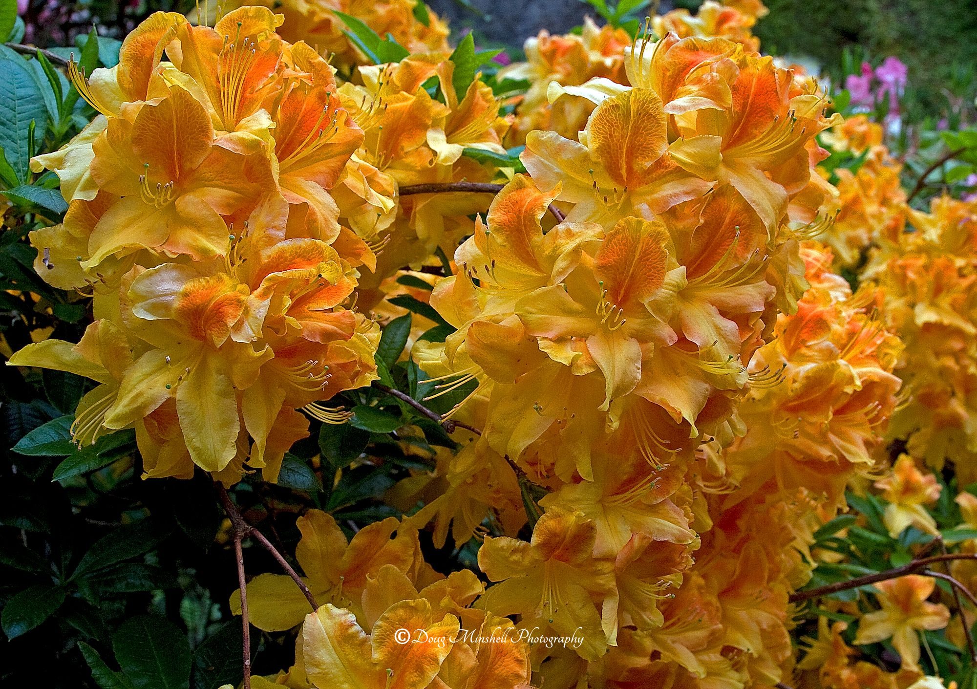 Deciduous Azalea