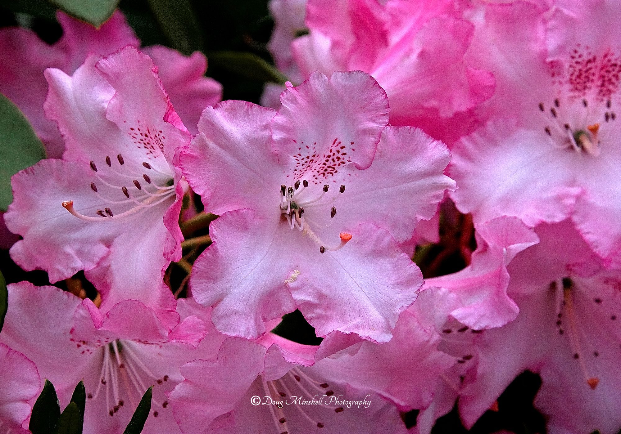 Pink Rhododendron