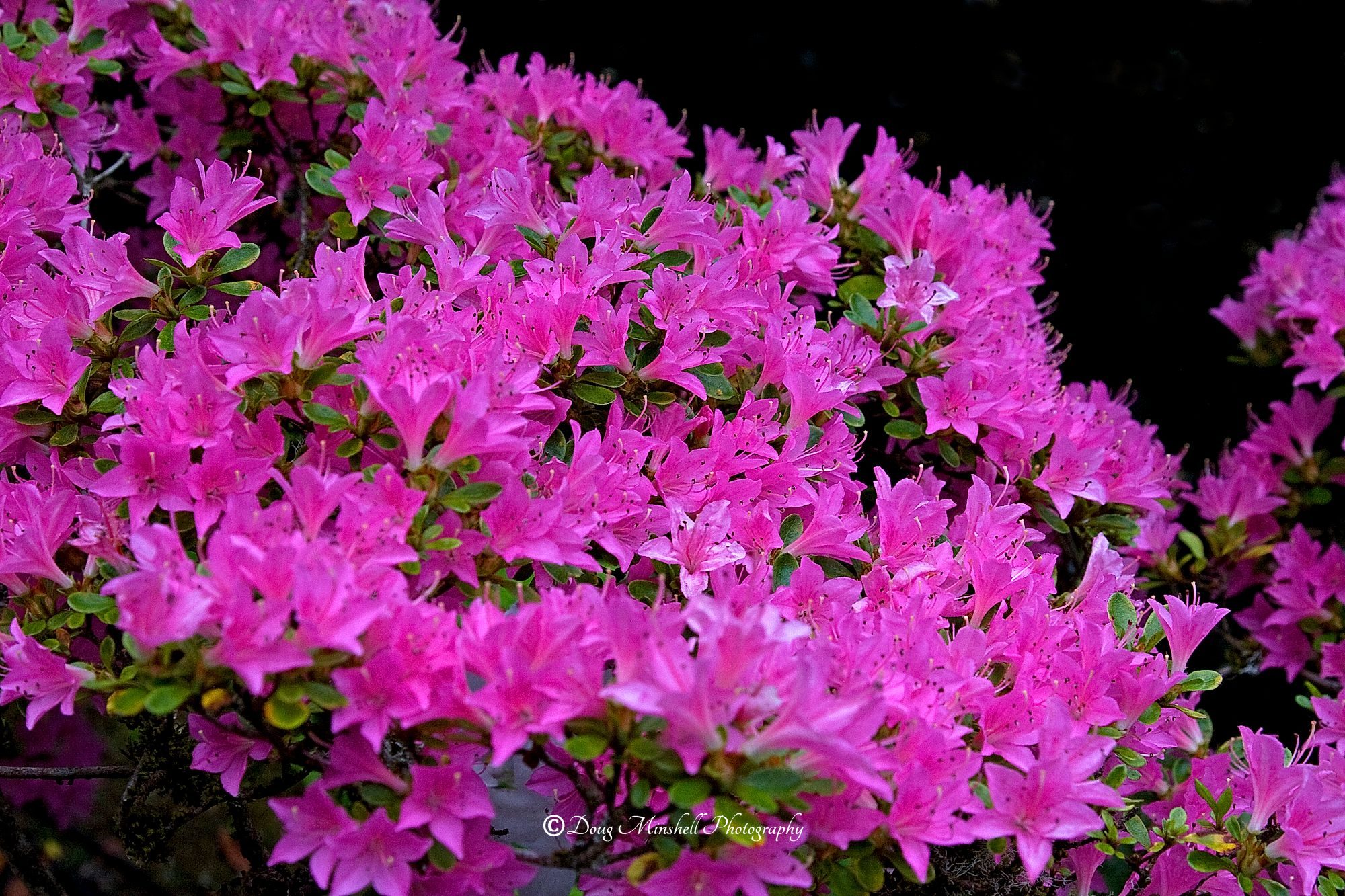 Evergreen Azalea