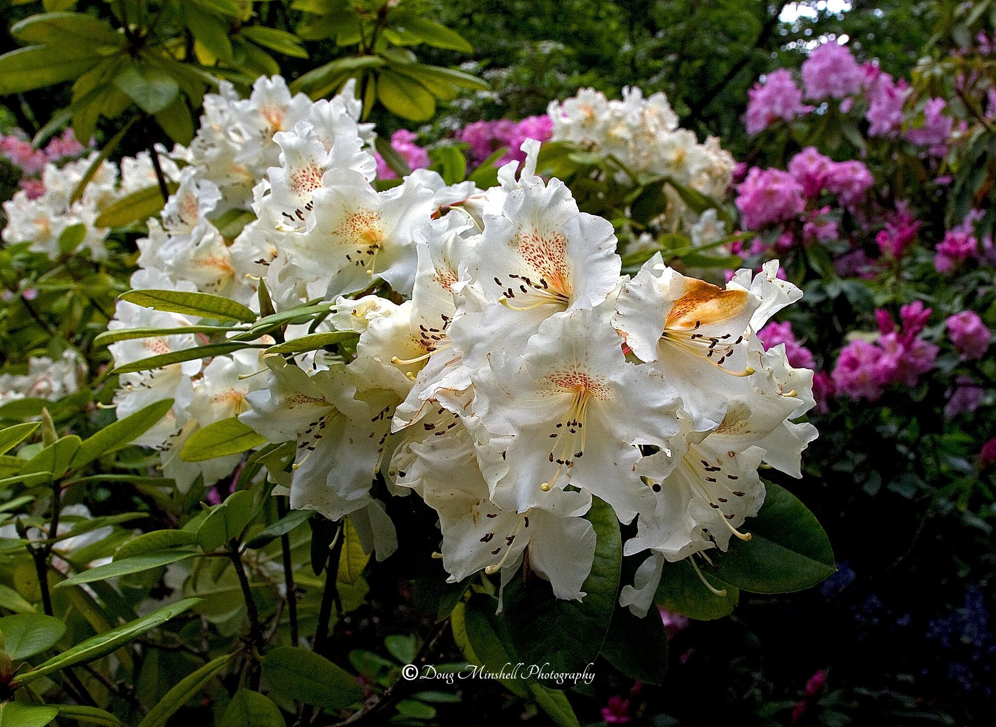 White Rhododendron
