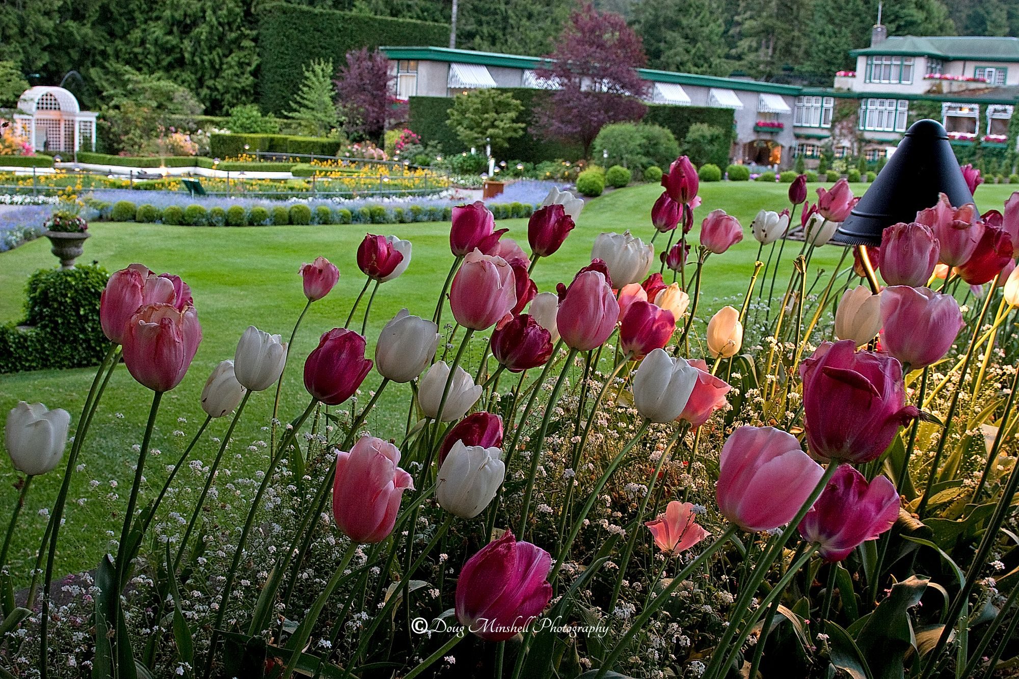 Tulips