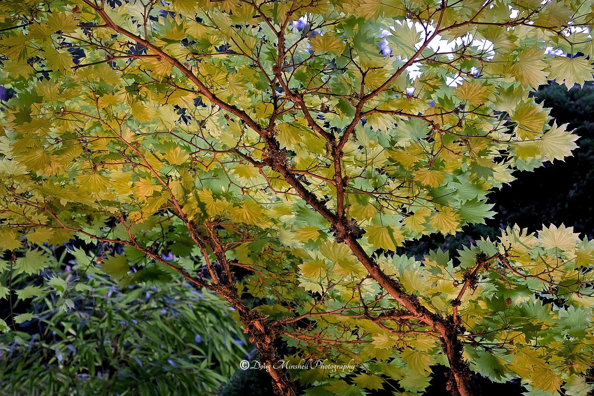 Golden Fullmoon Maple