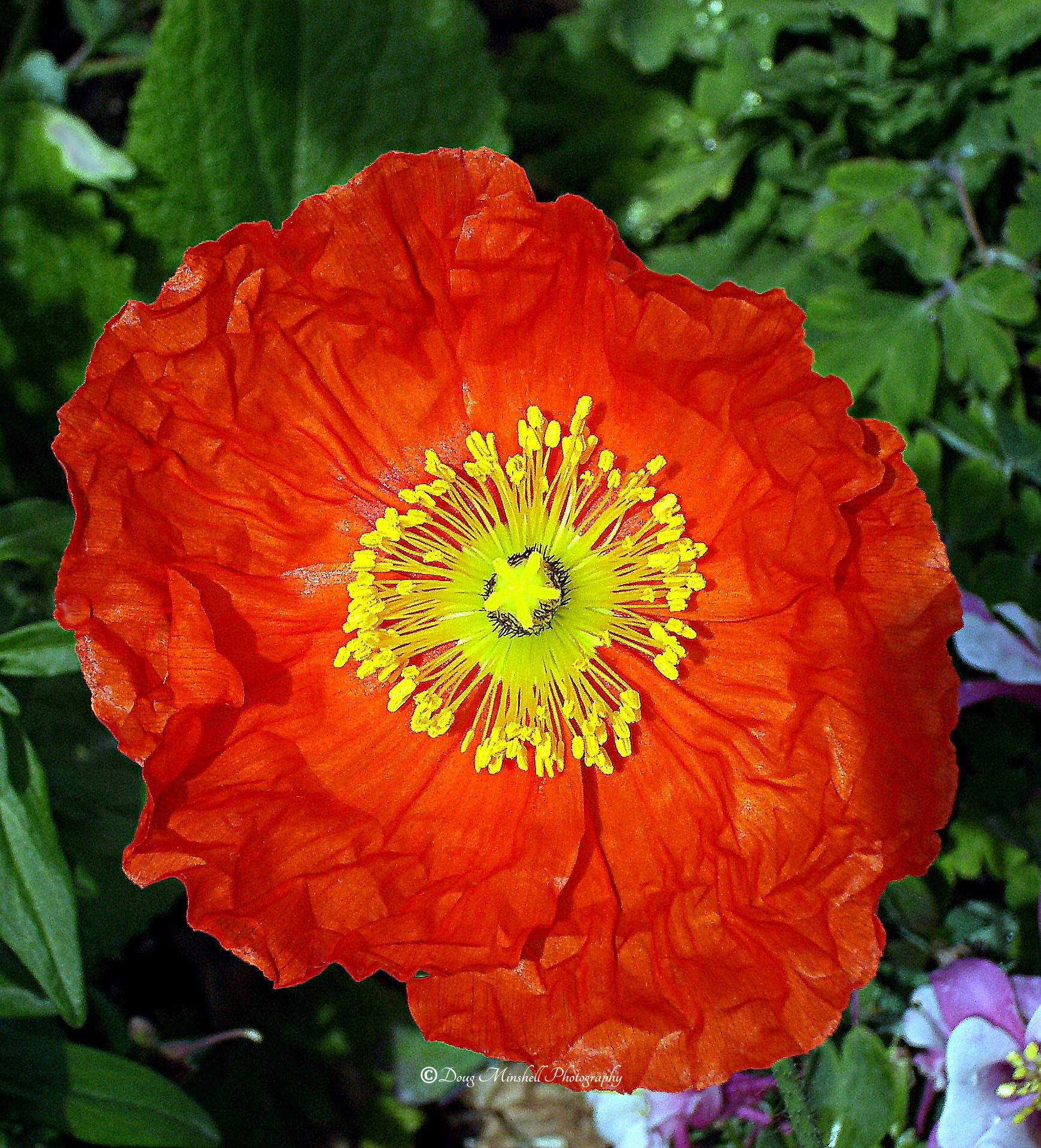 Iceland Poppy Up Close