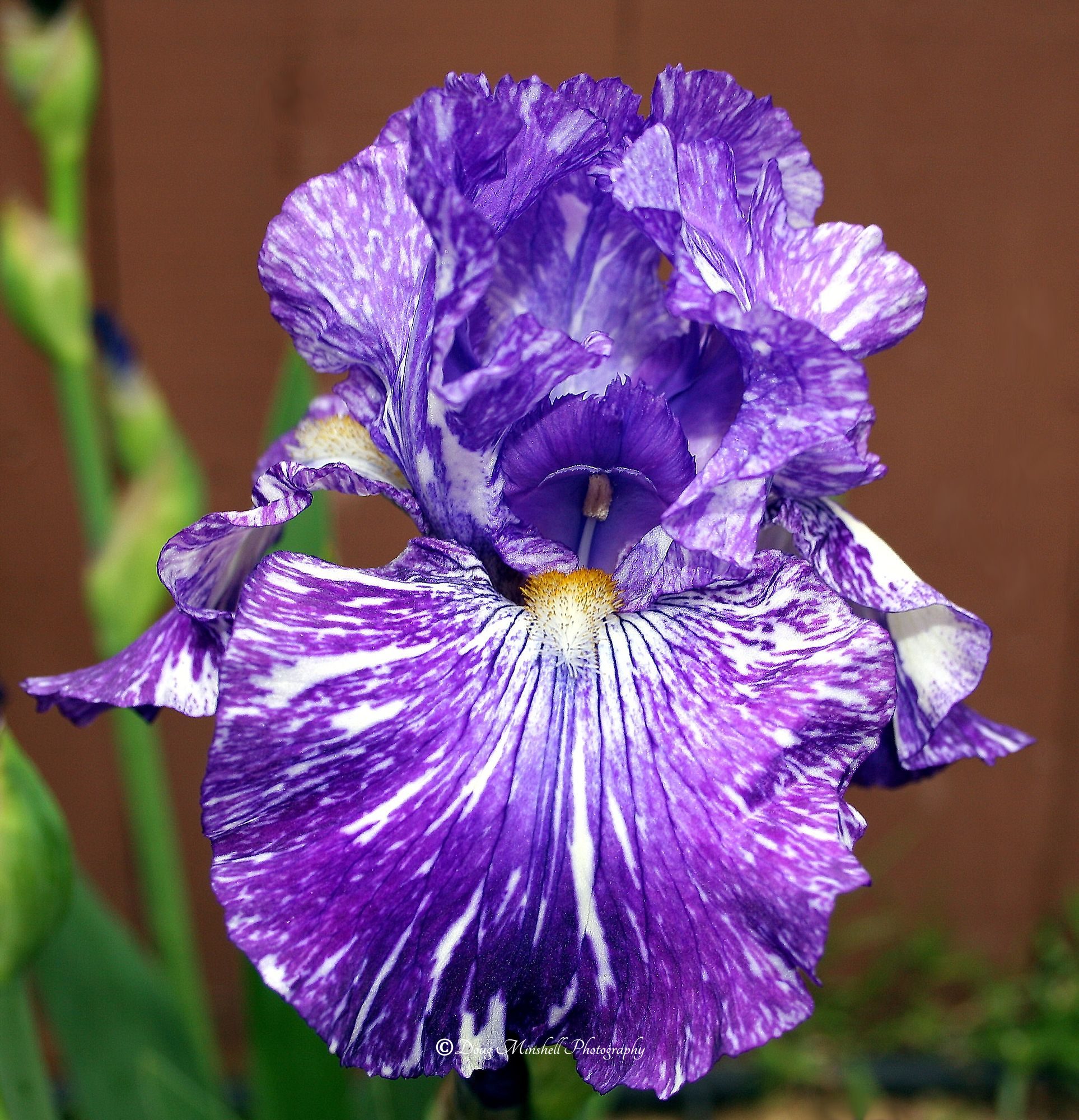 Tall Bearded Iris