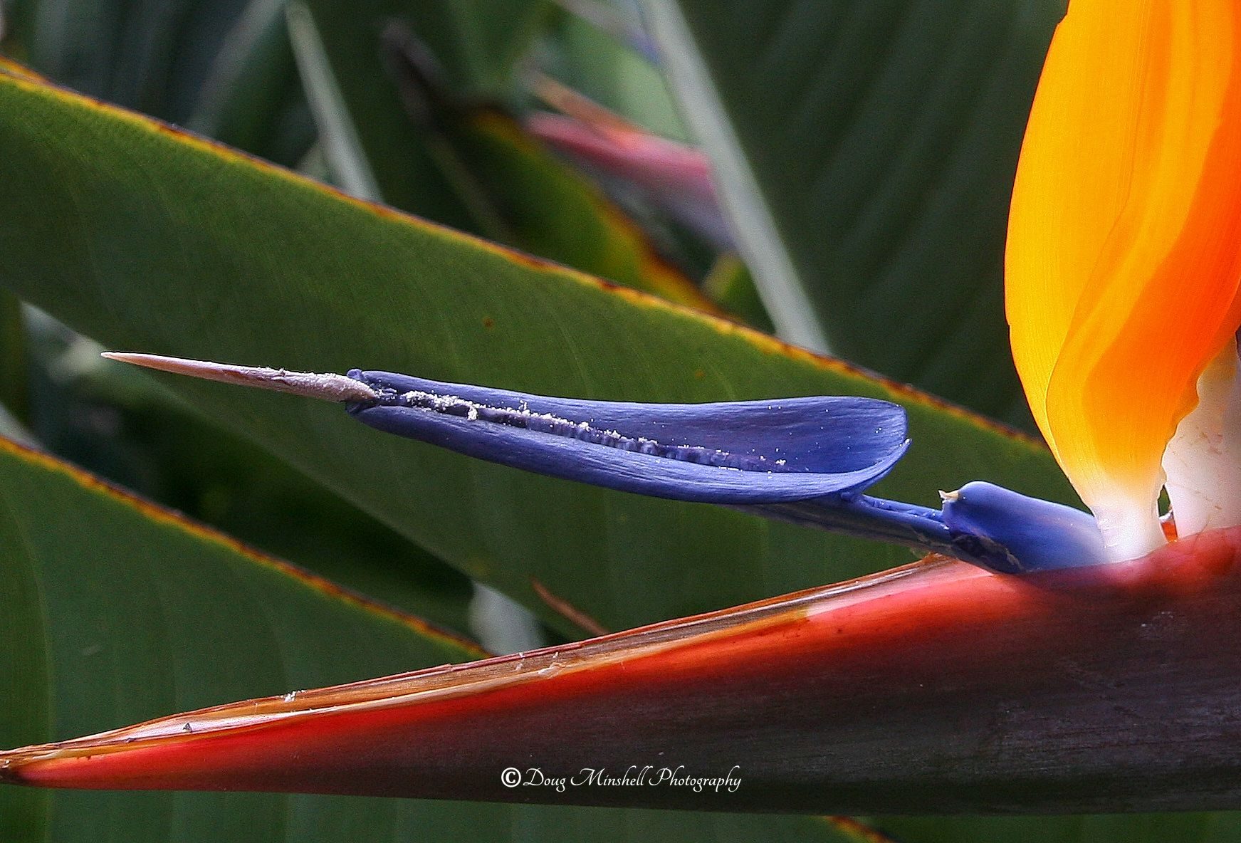 Bird of Paradise Closeup