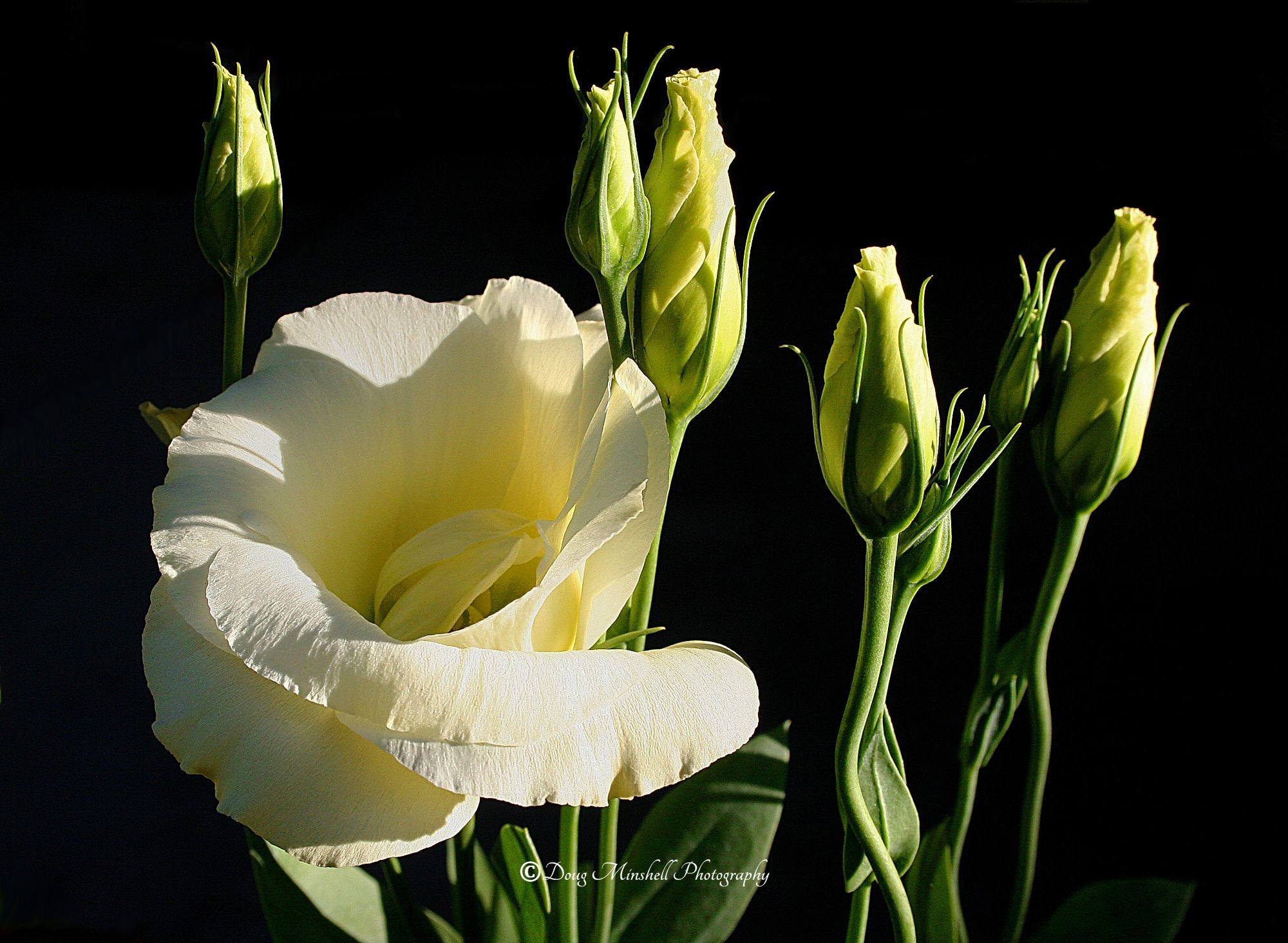 Lisianthus