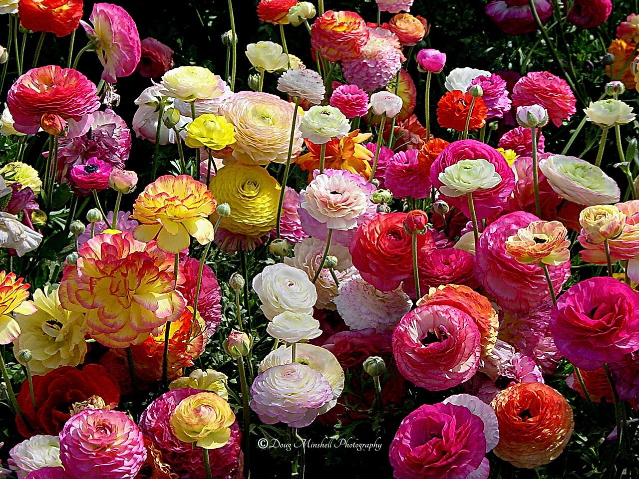 Carlsbad Ranunculus