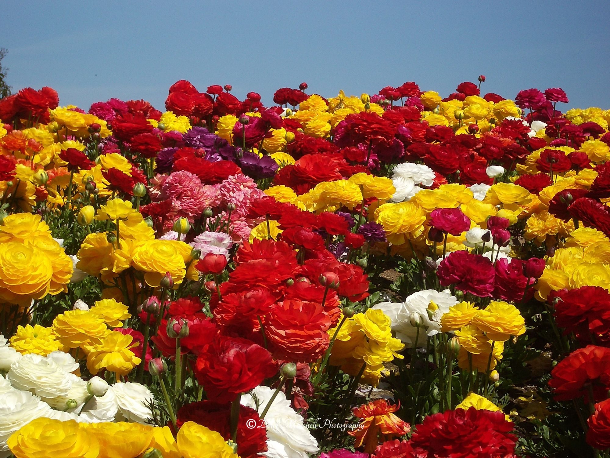 Bright Sea of Ranunculus