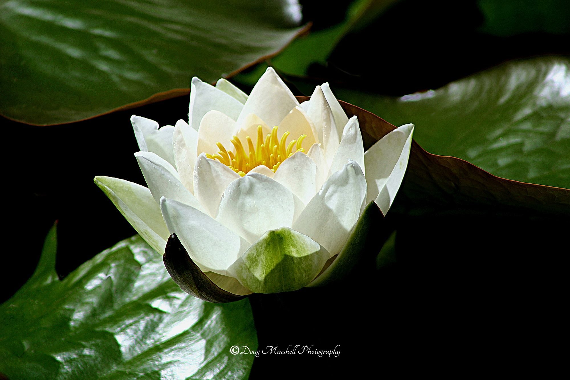 Powerscourt Water Lily